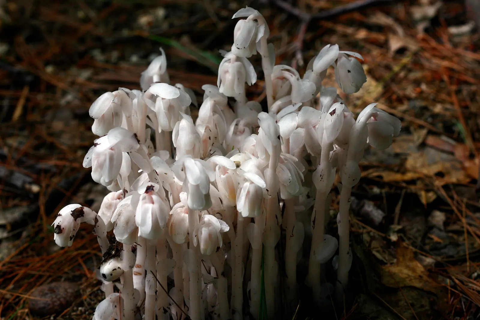 Ghost Plant (Graptopetalum Paraguayense) — commonly known as the Ghost Plant; with full sun to partial shade, it can spread 20-24 inches wide and, image 61