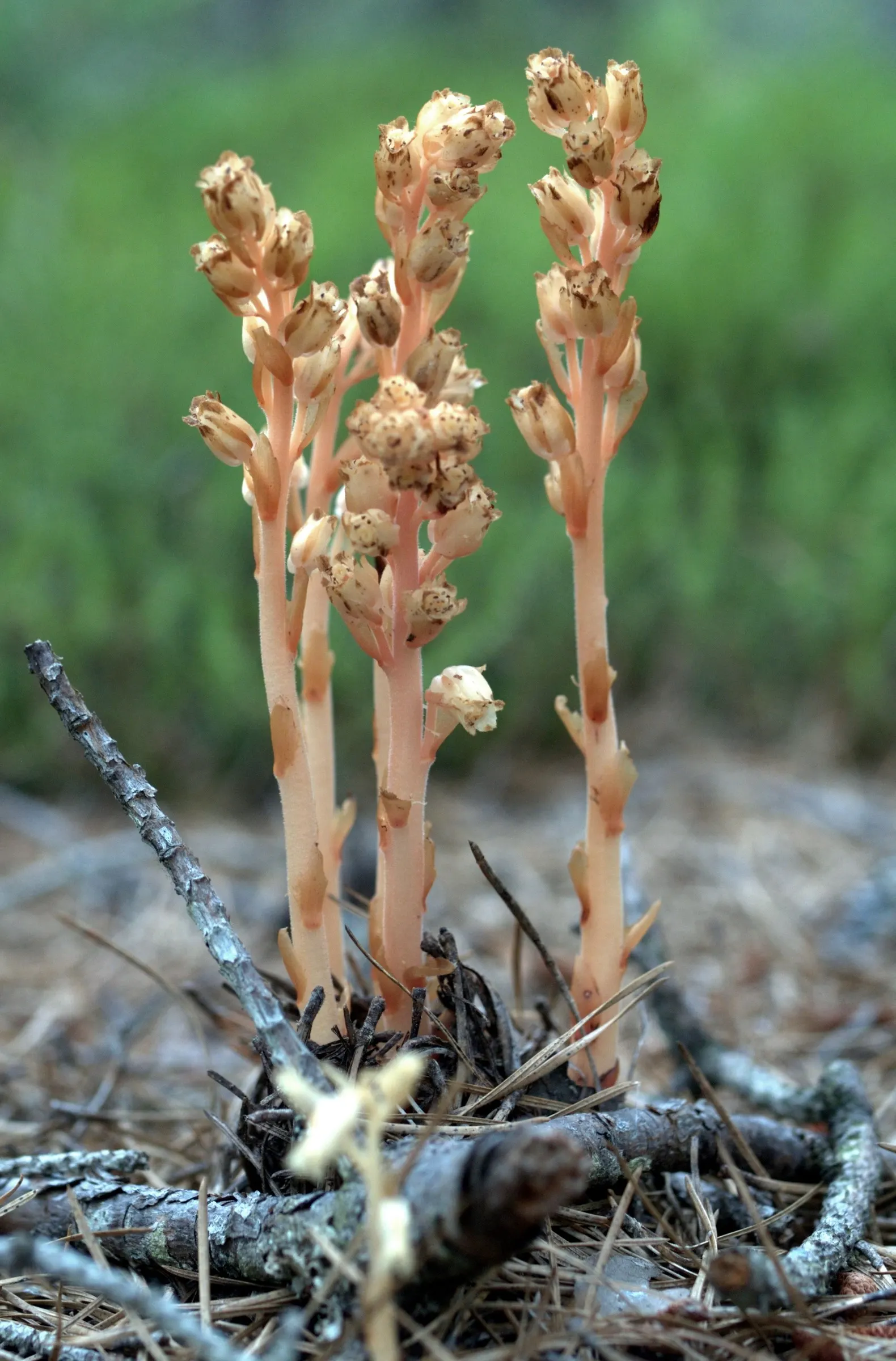 Ghost Plant (Graptopetalum Paraguayense) — The Ghost Plant adds a touch of iridescence to rockeries and containers; generally not exceeding 1 inch, image 65