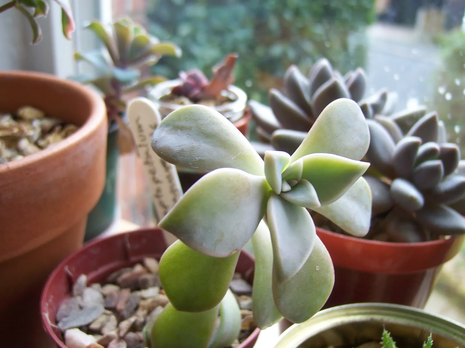 Ghost Plant (Graptopetalum Paraguayense) — making it a valuable and adaptable choice for the discerning client; the Ghost Plant can seamlessly blend with a