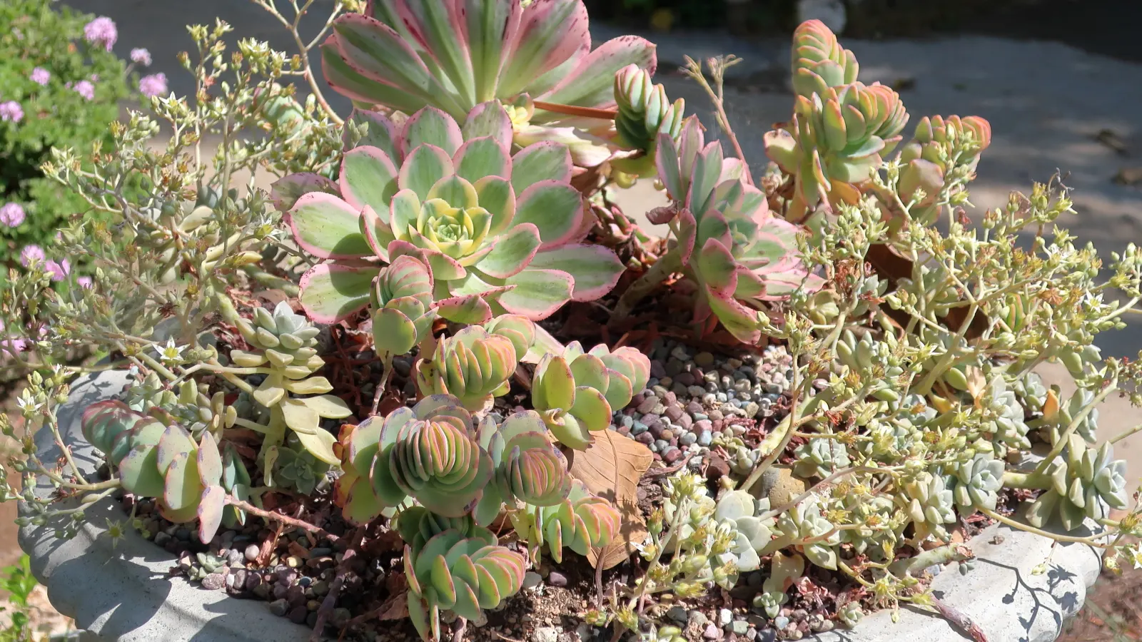 Ghost Plant (Graptopetalum Paraguayense) — commonly known as Ghost Plant; succulent with white blooms, image 46