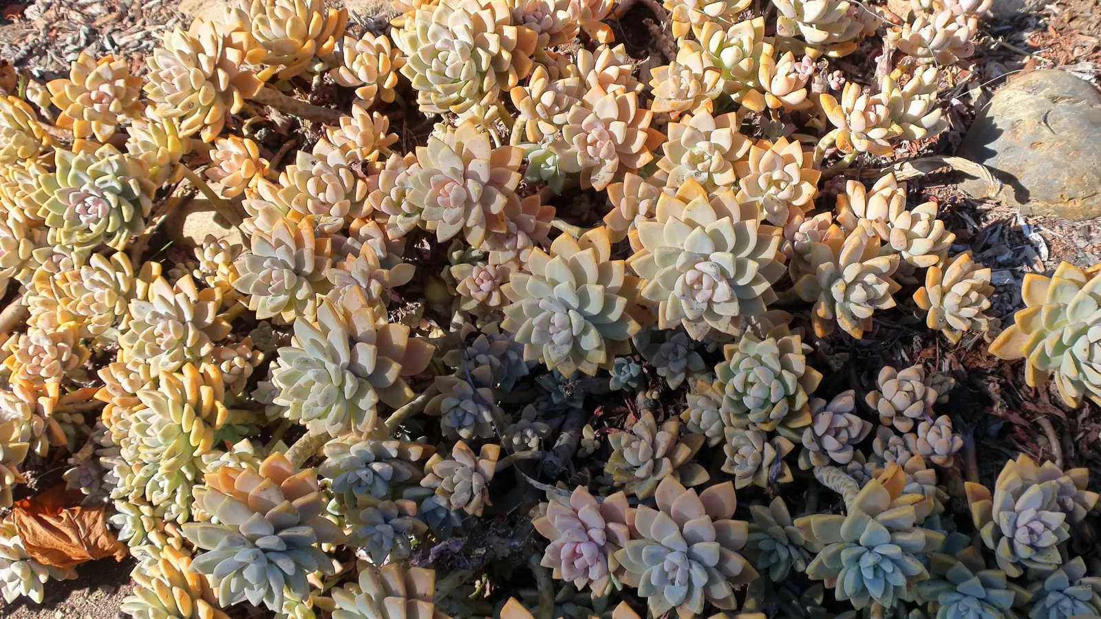Ghost Plant (Graptopetalum Paraguayense) — making it a valuable and adaptable choice for the discerning client; the Ghost Plant can seamlessly, image 57