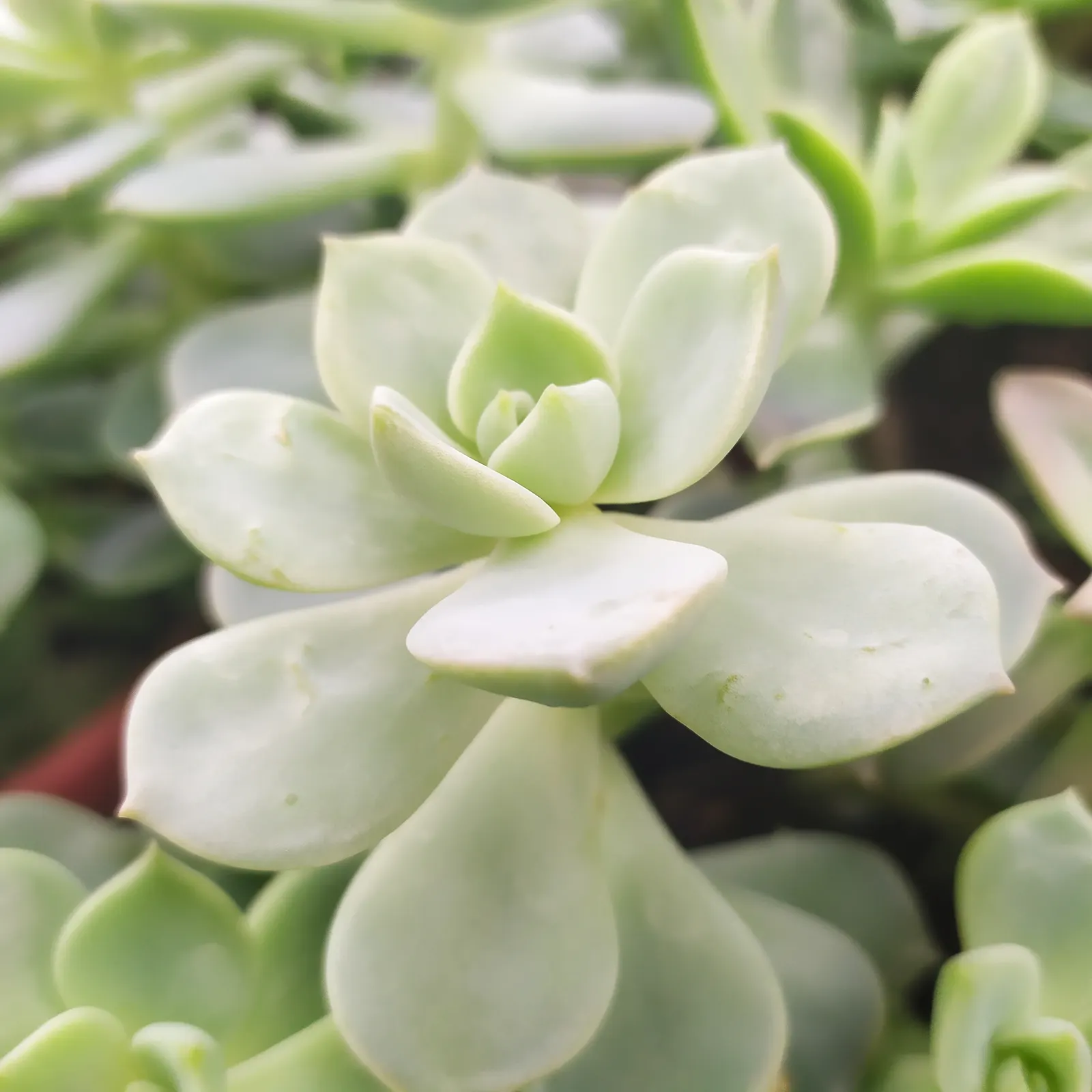 Ghost Plant (Graptopetalum Paraguayense) — The leaves boast a unique