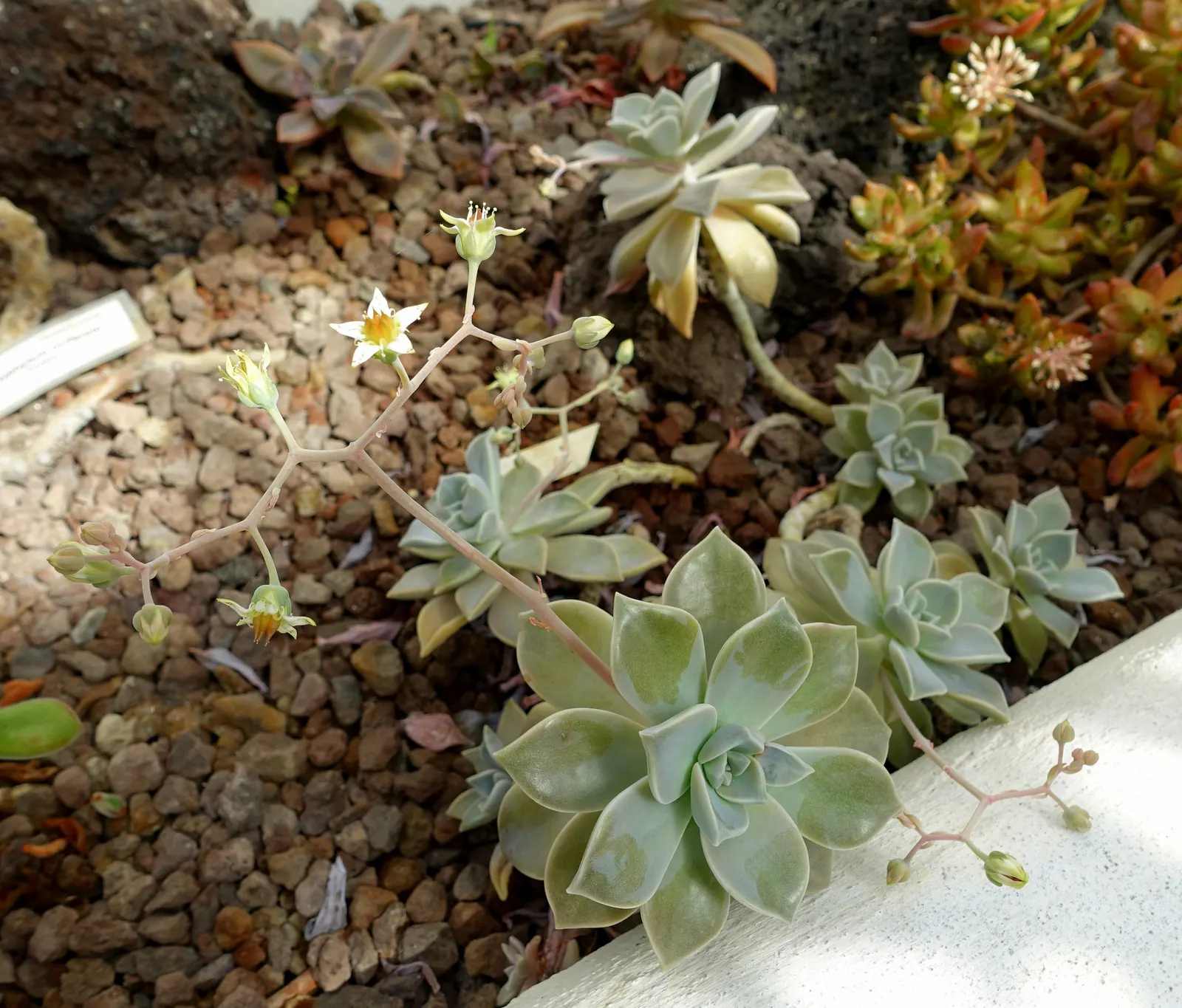 Ghost Plant (Graptopetalum Paraguayense) — succulent for full or half or shade