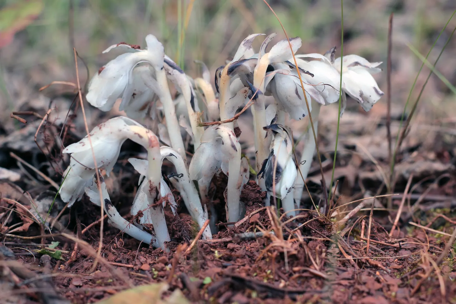 Ghost Plant (Graptopetalum Paraguayense) — This drought-tolerant beauty thrives in USDA zones 7b to 11 and requires well-draining soil; white flowers in the