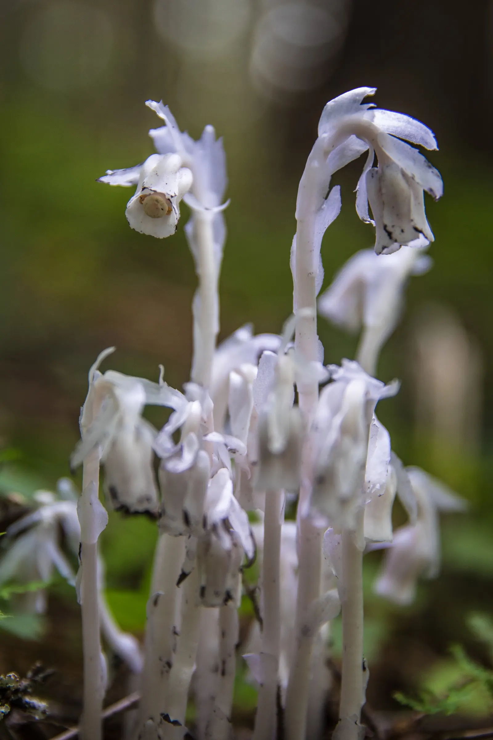 Ghost Plant (Graptopetalum Paraguayense) — white flowers in the garden; this drought-tolerant beauty thrives in USDA zones 7b to 11 and requires, image 118
