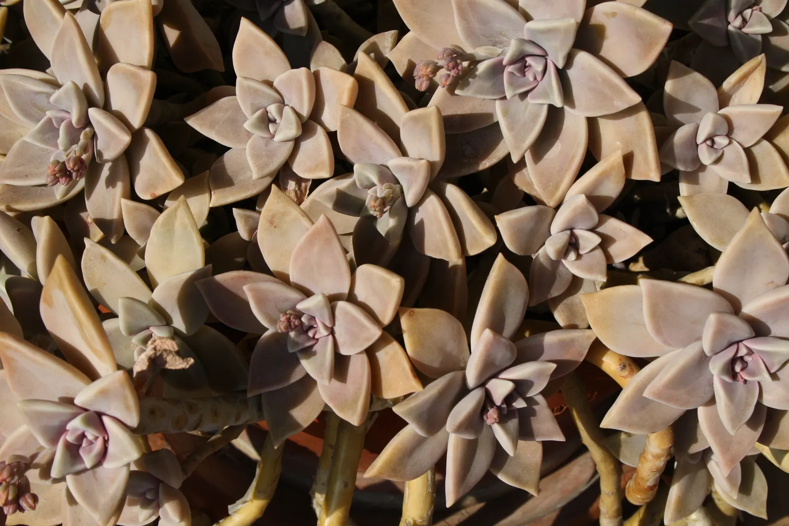 Ghost Plant (Graptopetalum Paraguayense) — the Ghost Plant can seamlessly blend with a variety of textures and color palettes; the Ghost Plant is, image 116