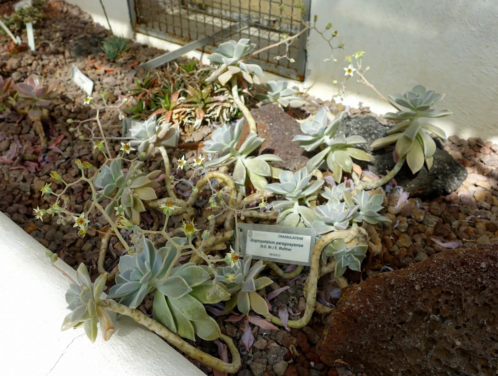 Ghost Plant (Graptopetalum Paraguayense) — commonly known as Ghost Plant; succulent with white blooms