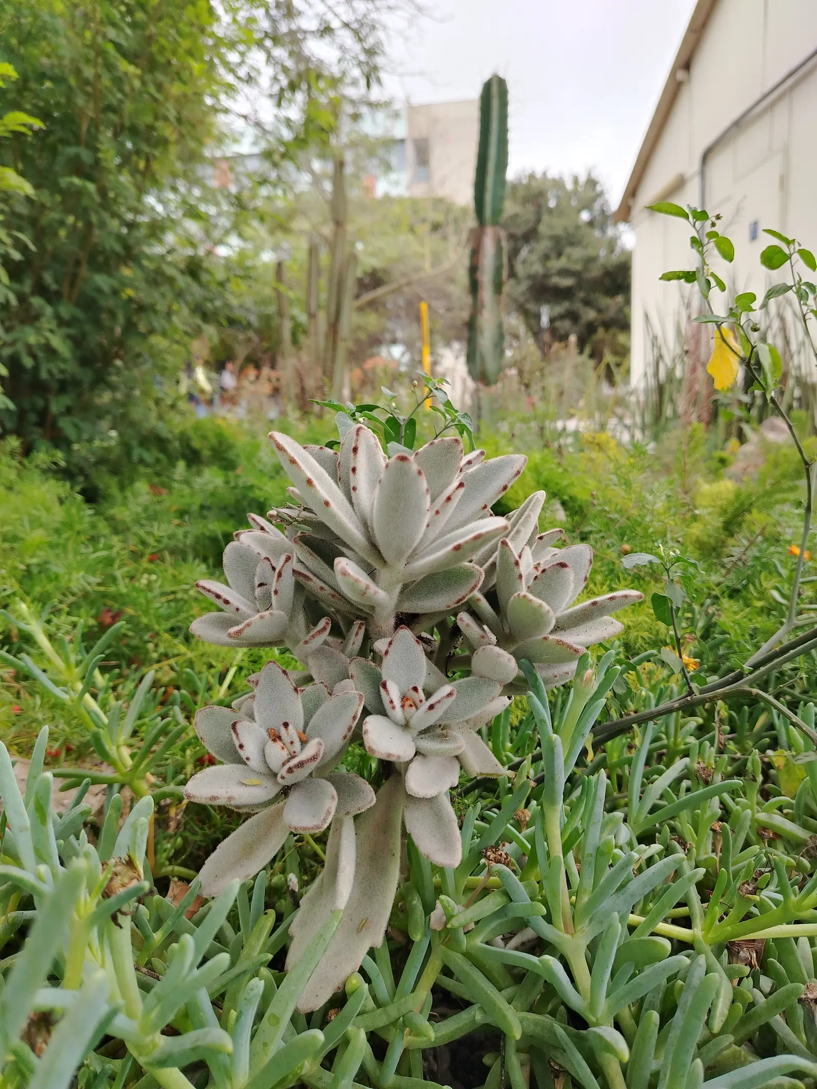 Ghost Plant (Graptopetalum Paraguayense) — the Ghost Plant is extremely low maintenance and drought-tolerant once established; succulent for full or half or