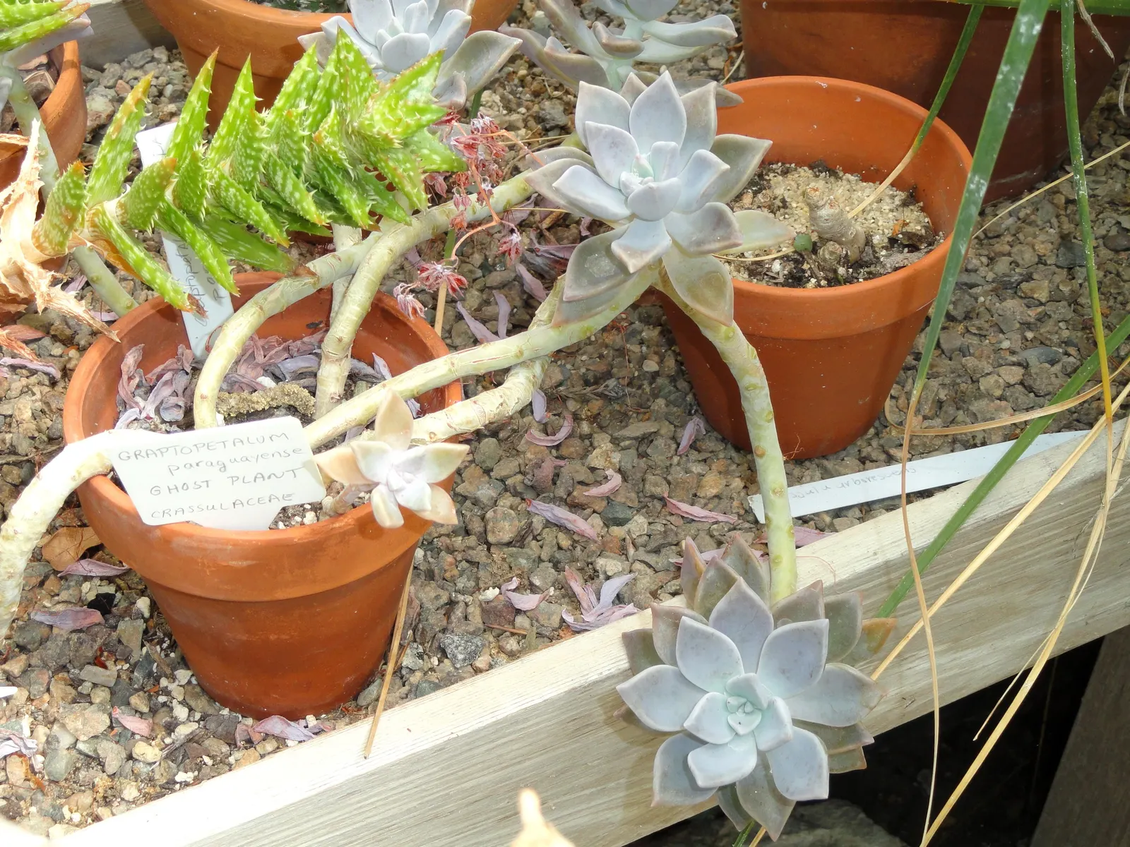 Ghost Plant (Graptopetalum Paraguayense) — succulent with white blooms