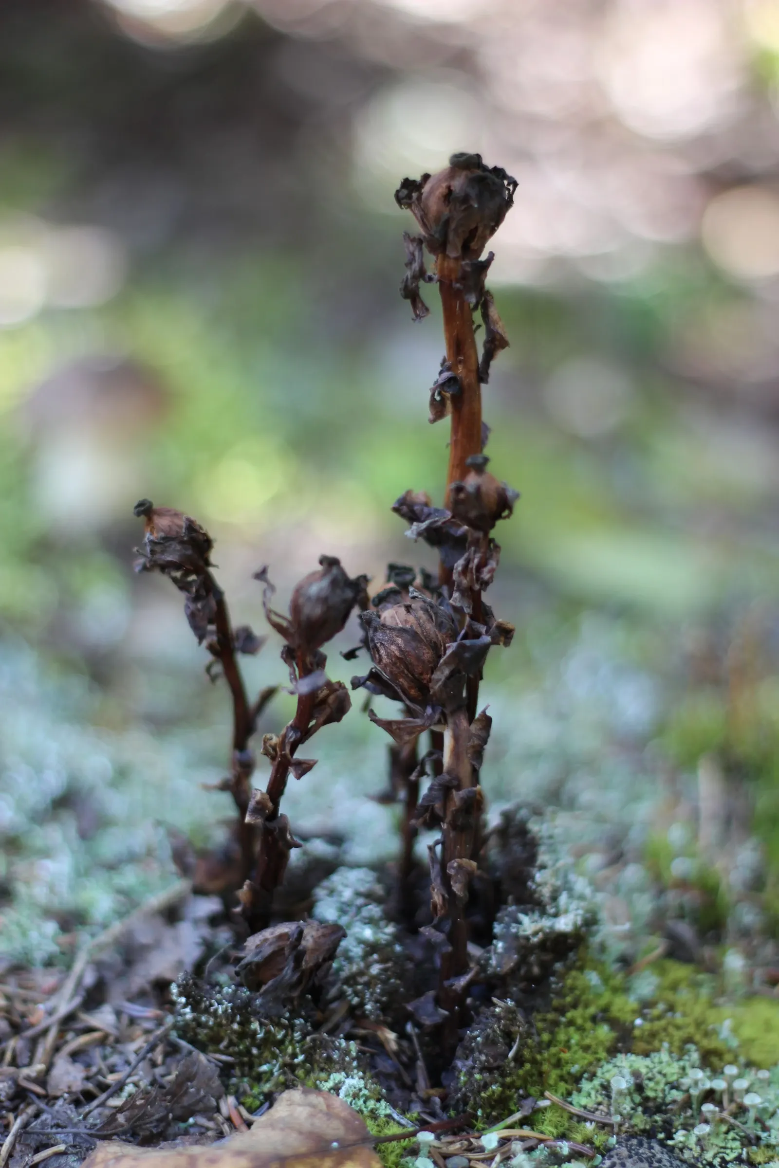 Ghost Plant (Graptopetalum Paraguayense) — making it a valuable and adaptable choice for the discerning client; the Ghost Plant can seamlessly, image 117