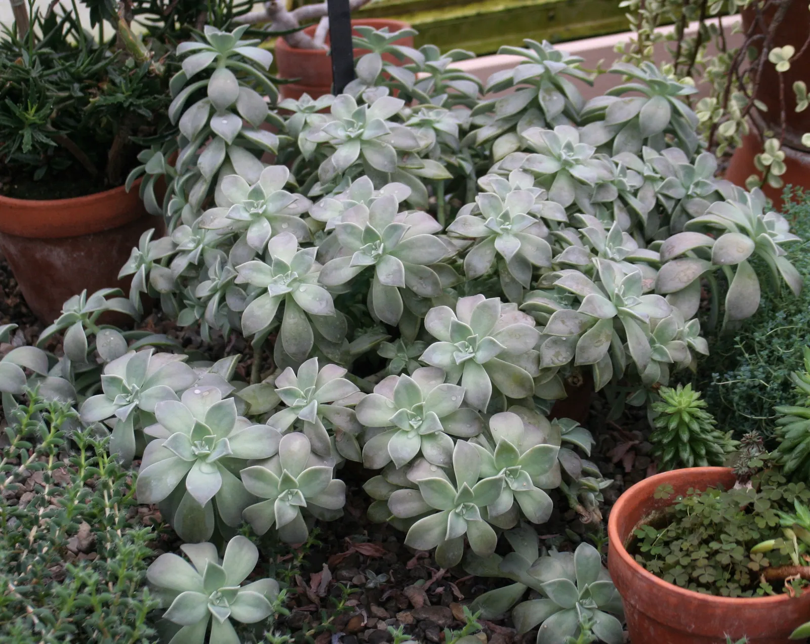 Ghost Plant (Graptopetalum Paraguayense) — commonly known as the Ghost Plant; with full sun to partial shade, it can spread 20-24 inches wide and grow up to 12