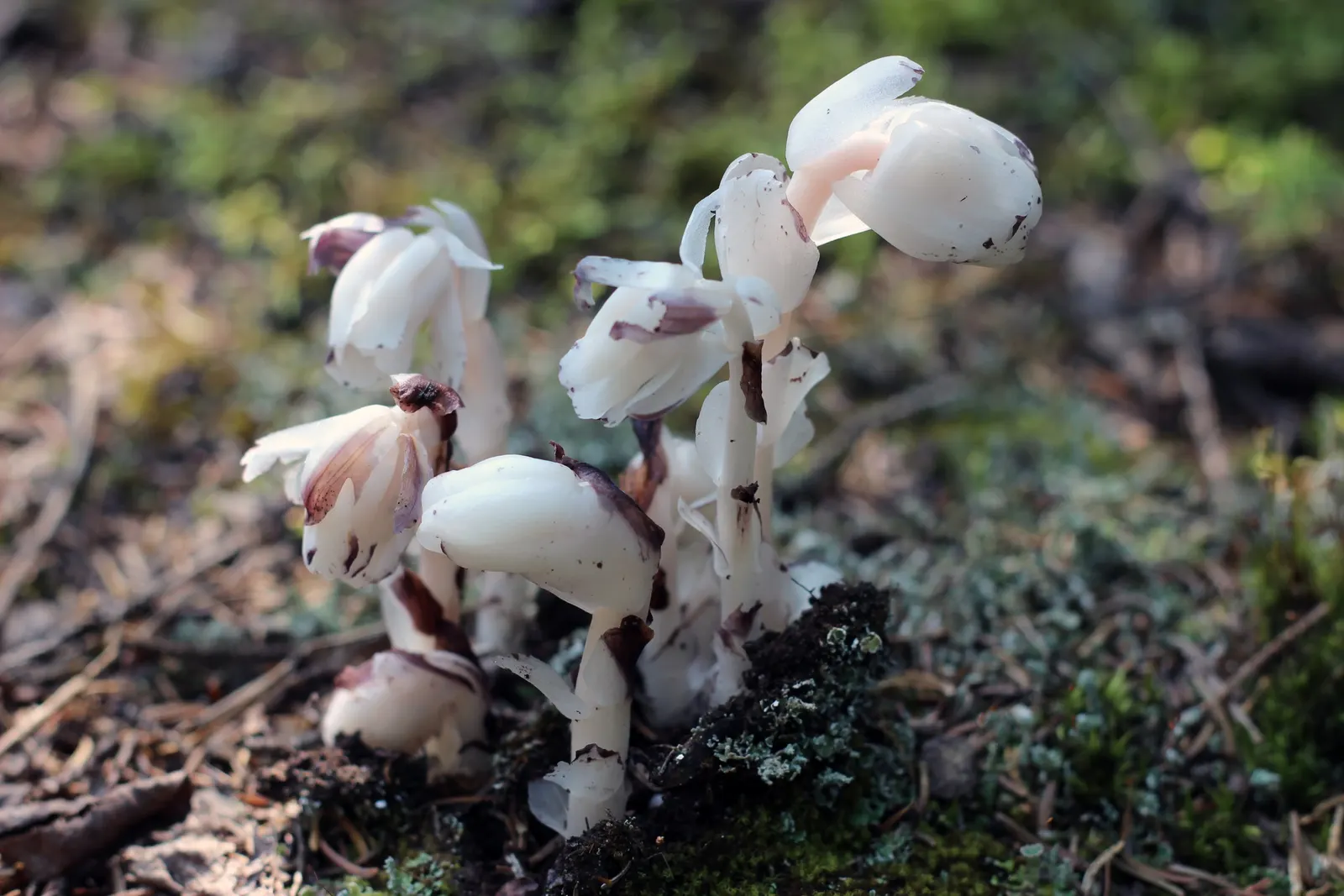 Ghost Plant (Graptopetalum Paraguayense) — Flower enthusiasts will appreciate the delicate yellow blooms that emerge in spring; adding a subtle, image 114