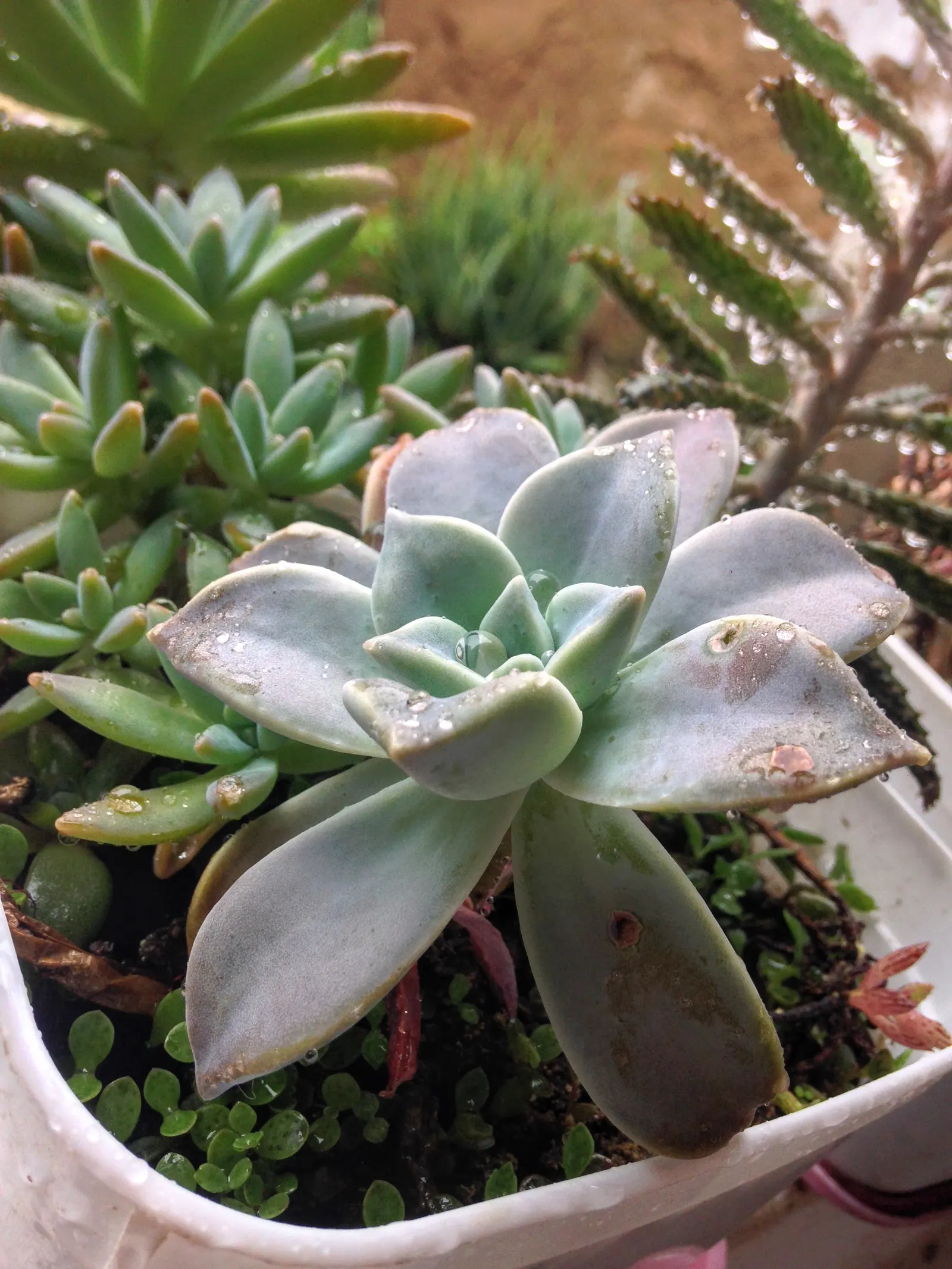 Ghost Plant (Graptopetalum Paraguayense) — commonly known as the Ghost Plant; with full sun to partial shade, it can spread 20-24 inches wide and, image 121