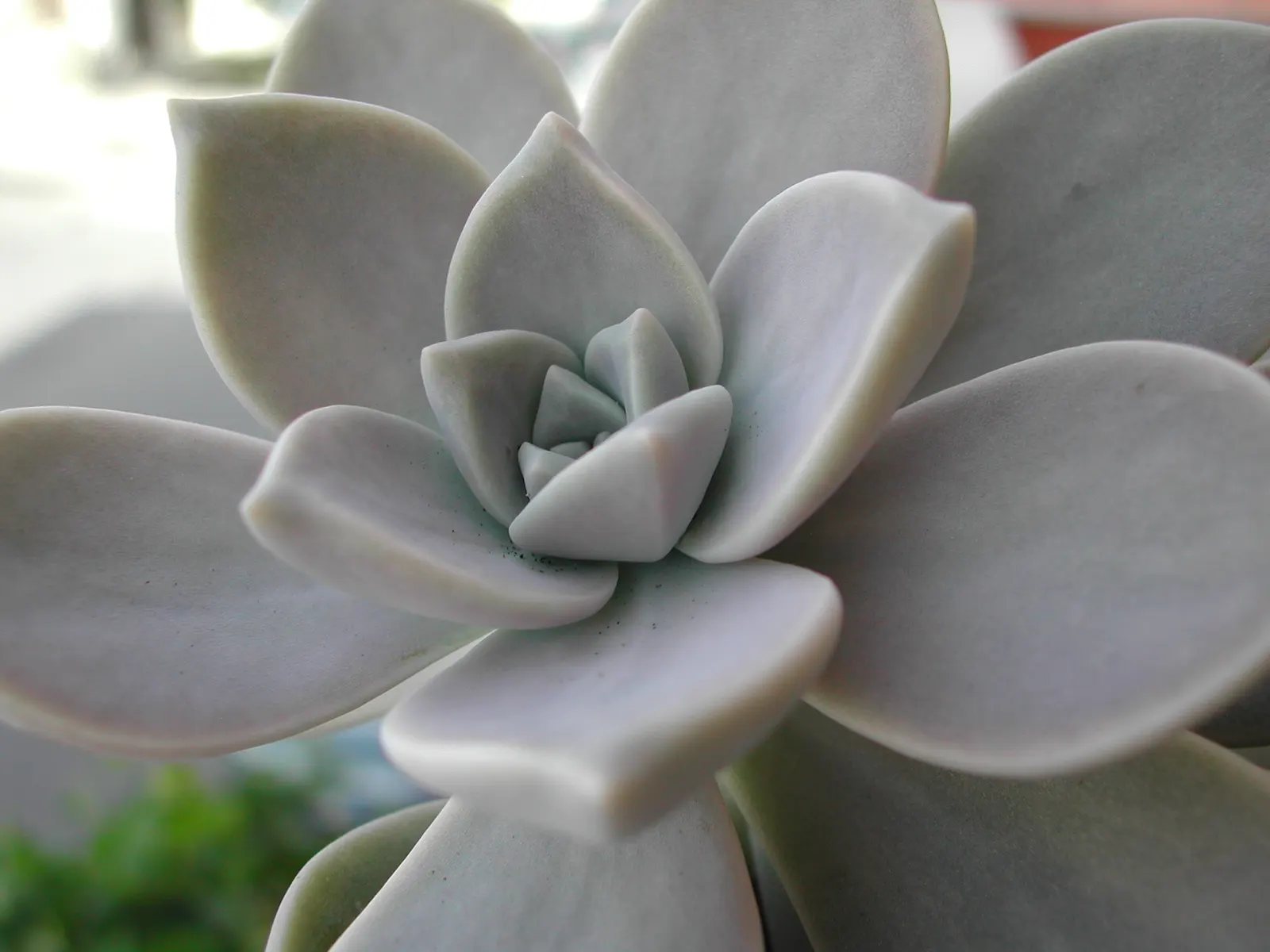 Ghost Plant (Graptopetalum Paraguayense) — creating a spectacular ground cover or a charming addition to rock gardens and container plantings; the, image 113