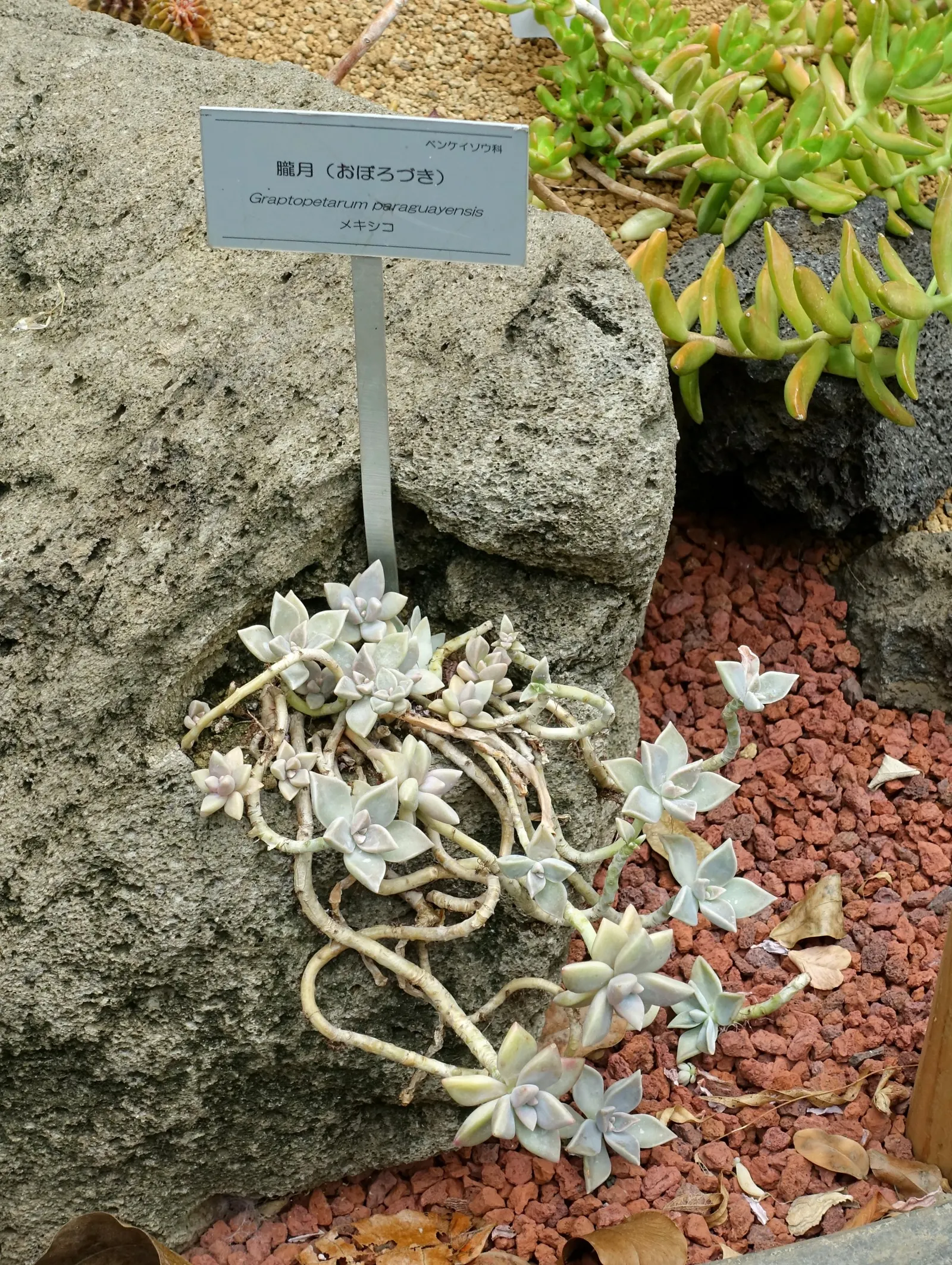 Ghost Plant (Graptopetalum Paraguayense) — is a succulent that boasts rosettes with a unique; it's essential to provide the Ghost Plant with limited water