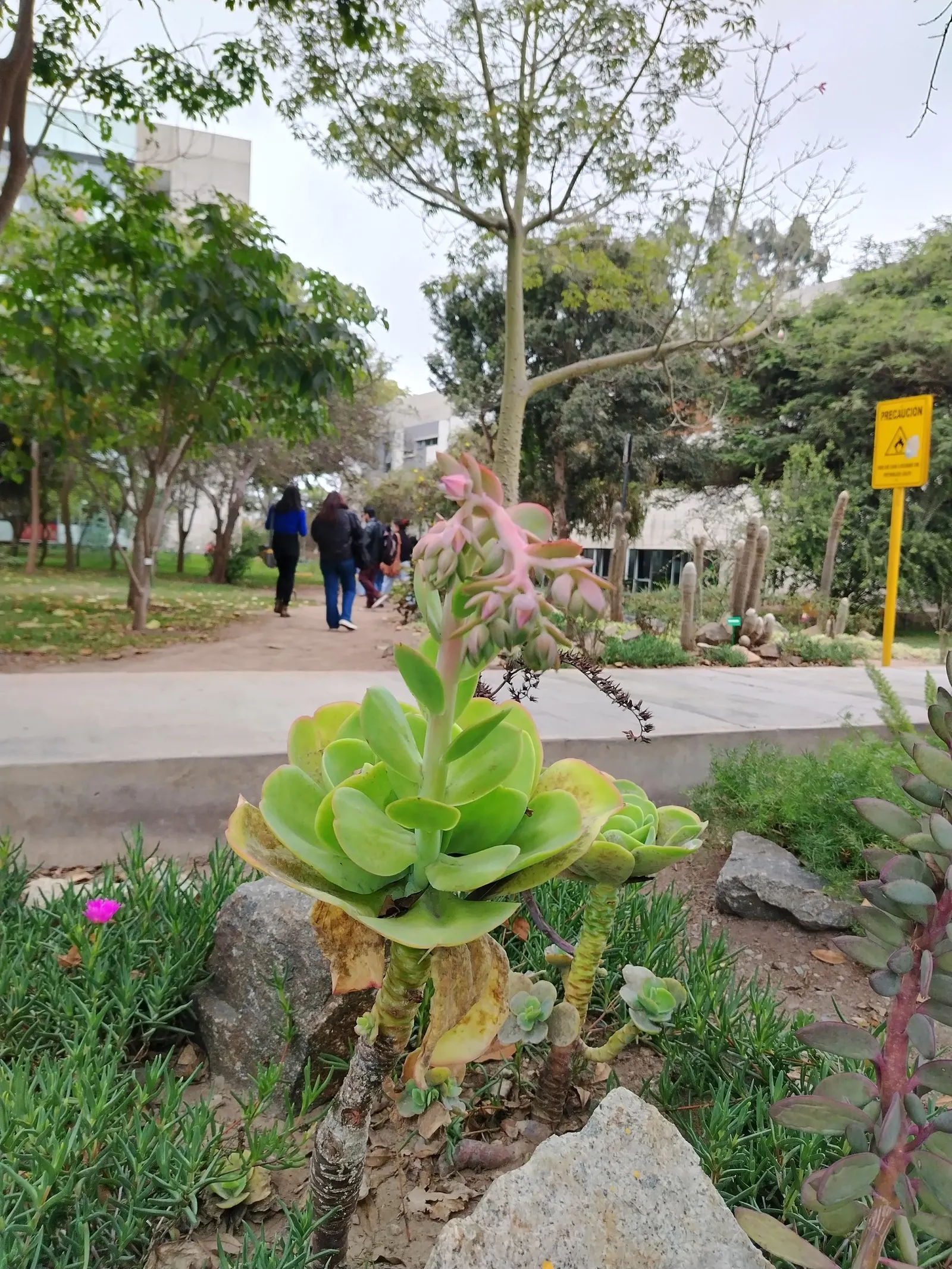 Ghost Plant (Graptopetalum Paraguayense) — making it a valuable and adaptable choice for the discerning client; the Ghost Plant can seamlessly, image 97
