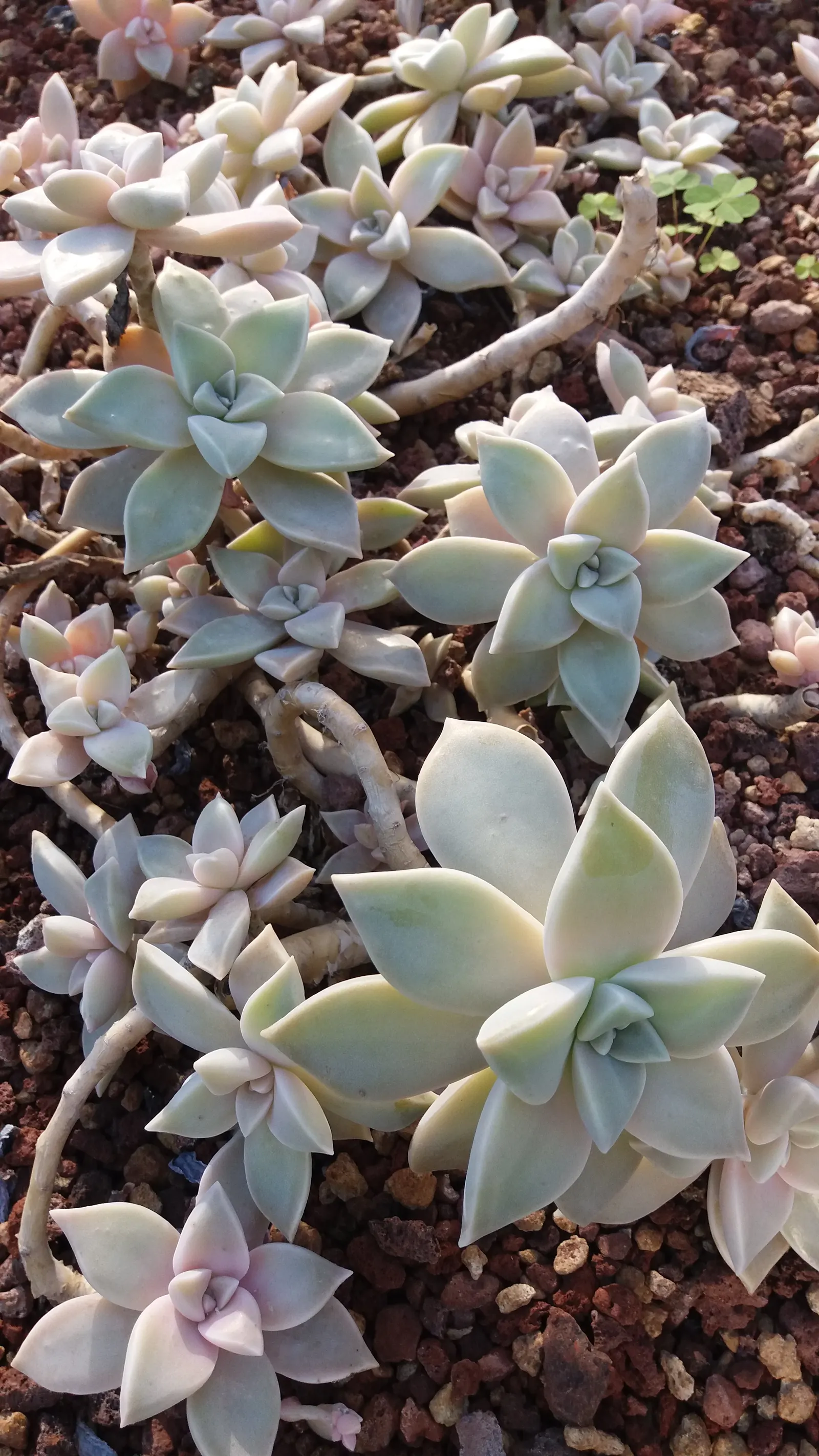Ghost Plant (Graptopetalum Paraguayense) — is a versatile and intriguing succulent that makes for a captivating addition to any landscape design; commonly
