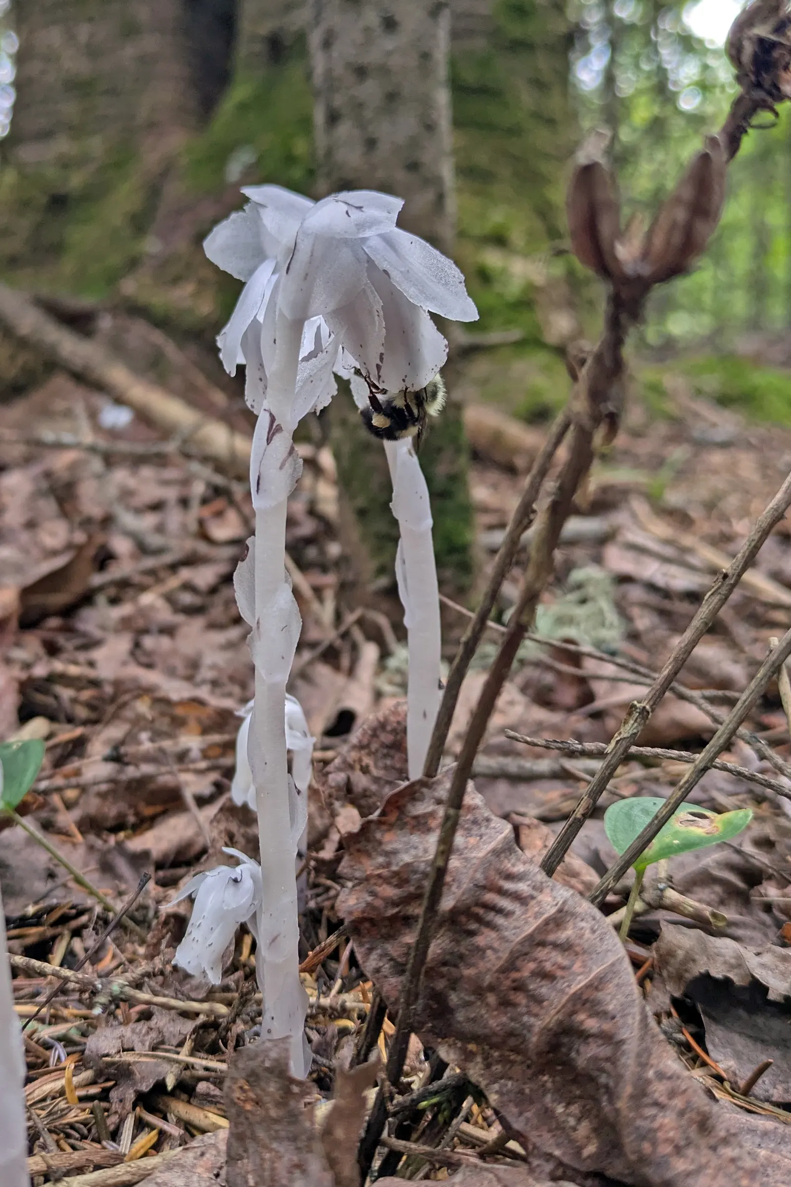 Ghost Plant (Graptopetalum Paraguayense) — It's essential to provide the Ghost Plant with limited water; flower enthusiasts will appreciate the delicate yellow