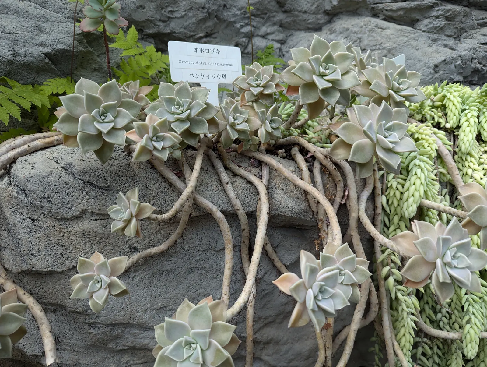 Ghost Plant (Graptopetalum Paraguayense) — commonly known as the Ghost Plant