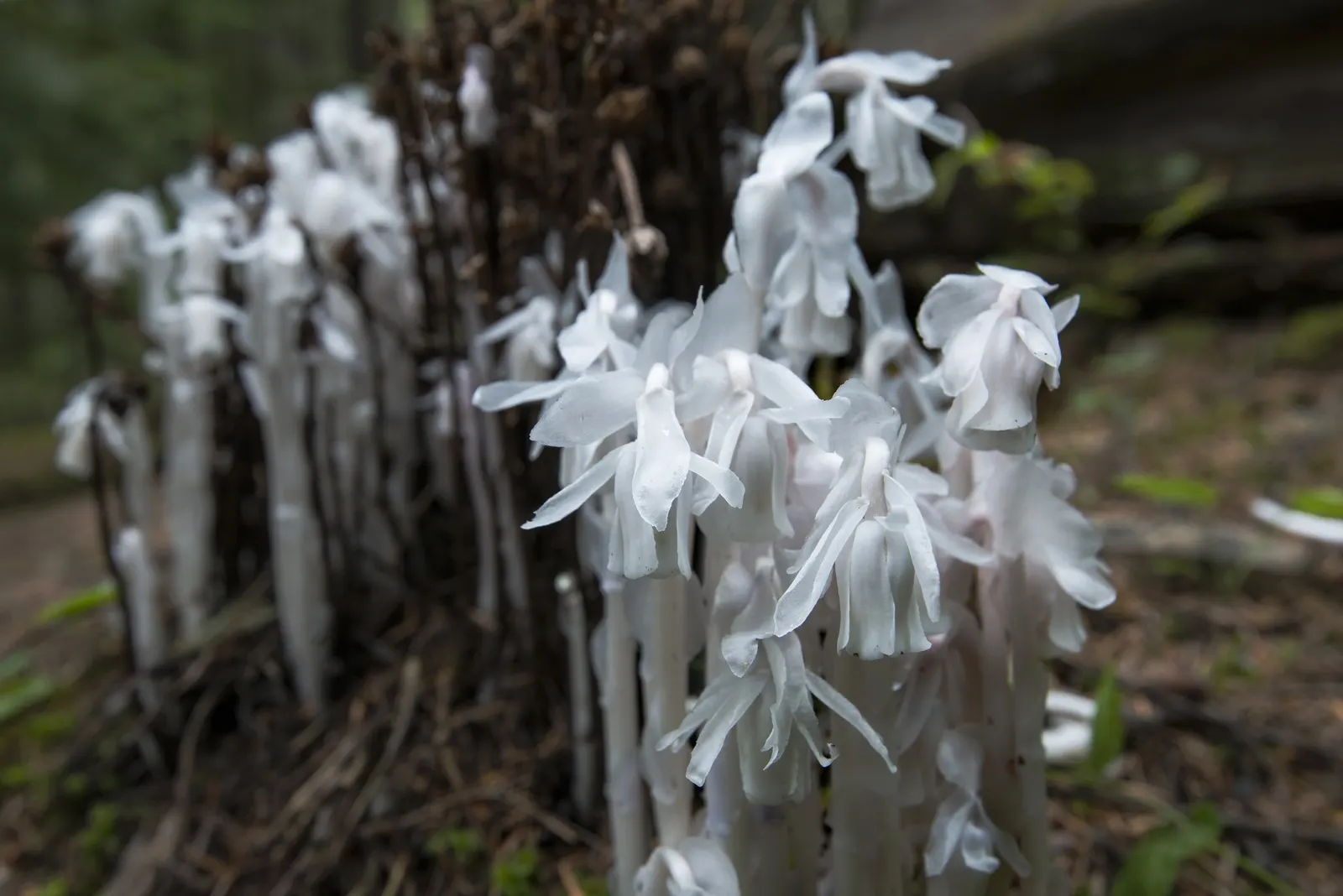 Ghost Plant (Graptopetalum Paraguayense) — at least 6 hours of daylight are optimal for its growth and coloration; is a versatile and intriguing succulent that