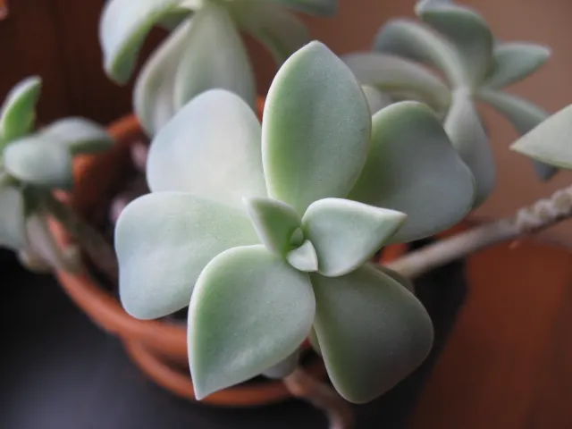 Ghost Plant (Graptopetalum Paraguayense) — The leaves boast a unique; creating a spectacular ground cover or a charming addition to rock gardens and container