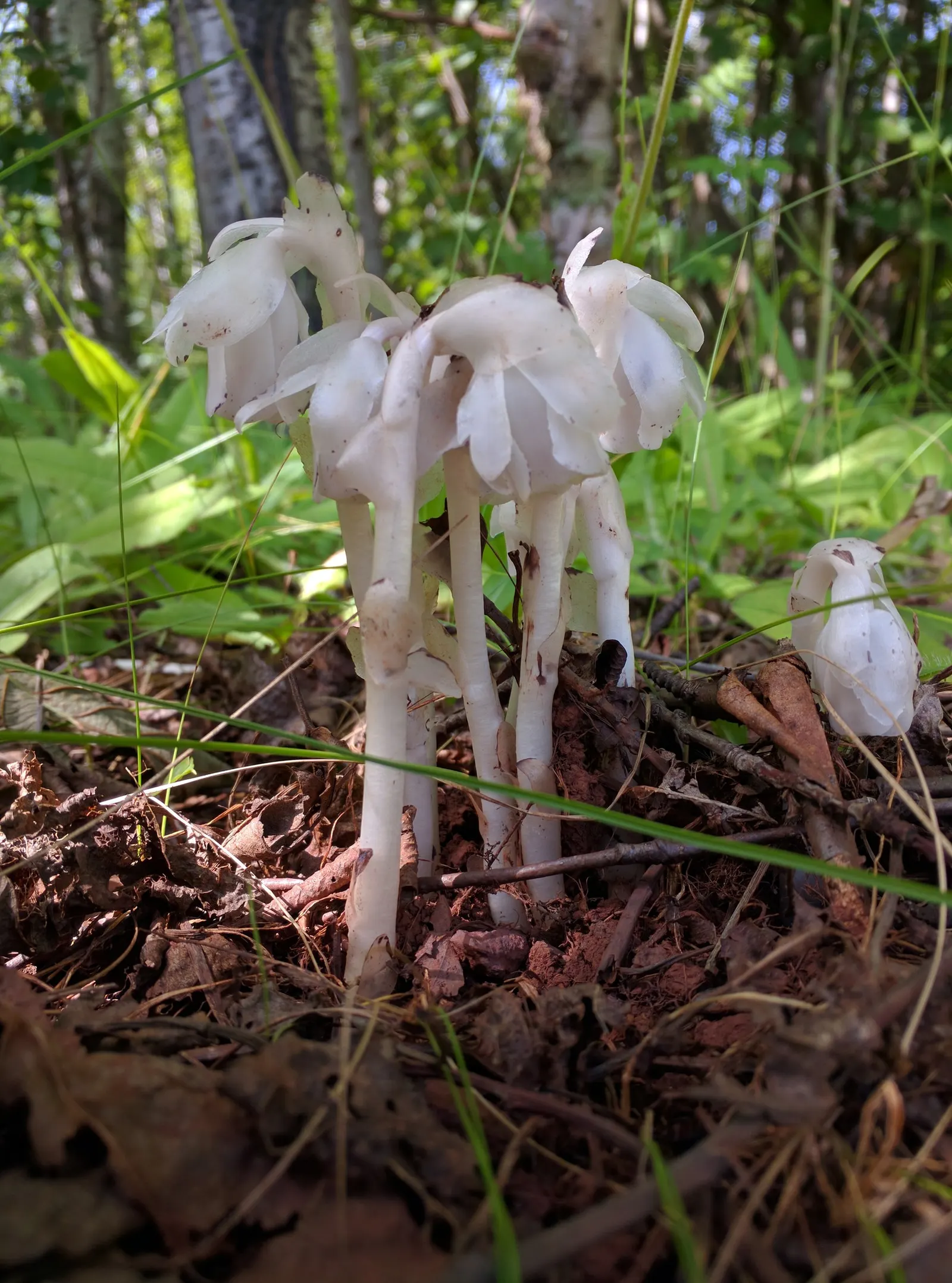 Ghost Plant (Graptopetalum Paraguayense) — white flowers in the garden