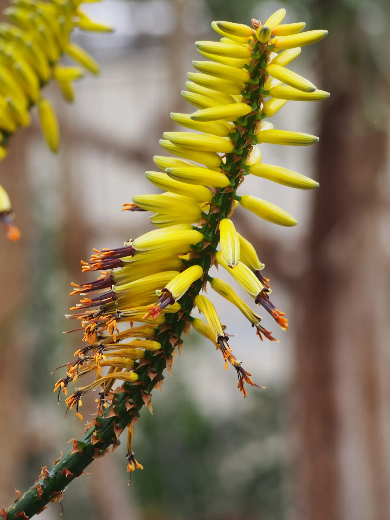 Mountain Aloe (Aloe Marlothii) — orange flowers in the garden; growing to a height of approximately 6 to 10 feet with a spread of nearly 5 to 8 feet, image 73