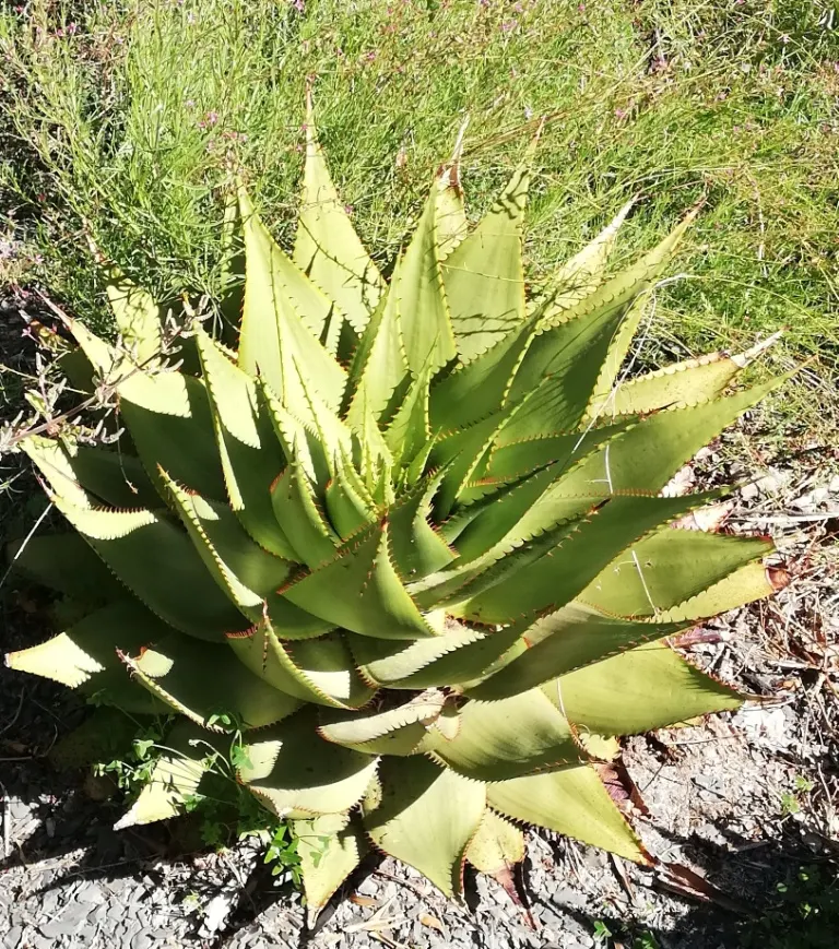 Mountain Aloe (Aloe Marlothii) — which can reach 3 to 4 feet in length; ideally planted in USDA hardiness zones 9 to 11, image 85