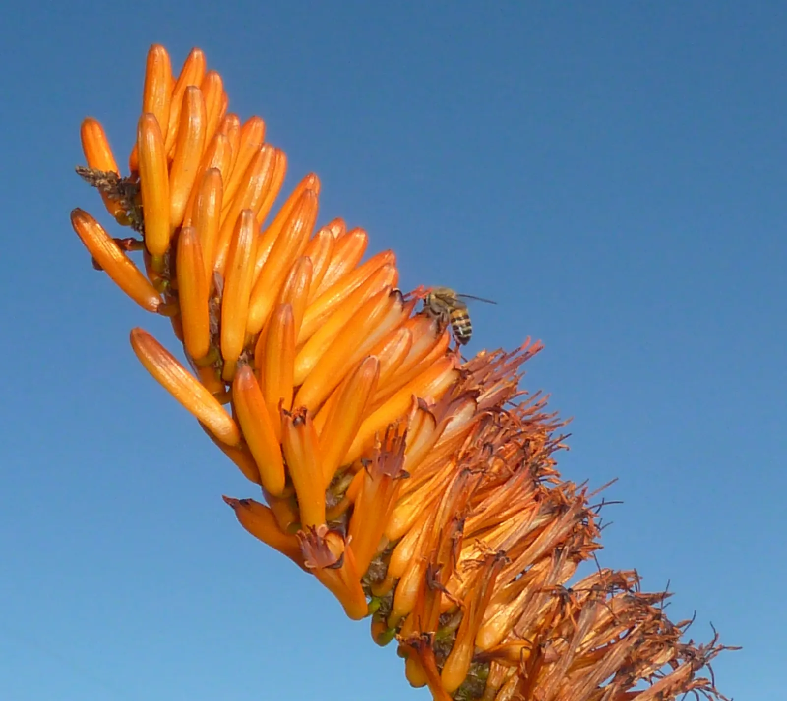 Mountain Aloe (Aloe Marlothii) — stands as a striking specimen in any arid landscape design; rising up to 3 to 5 feet above the foliage, image 56