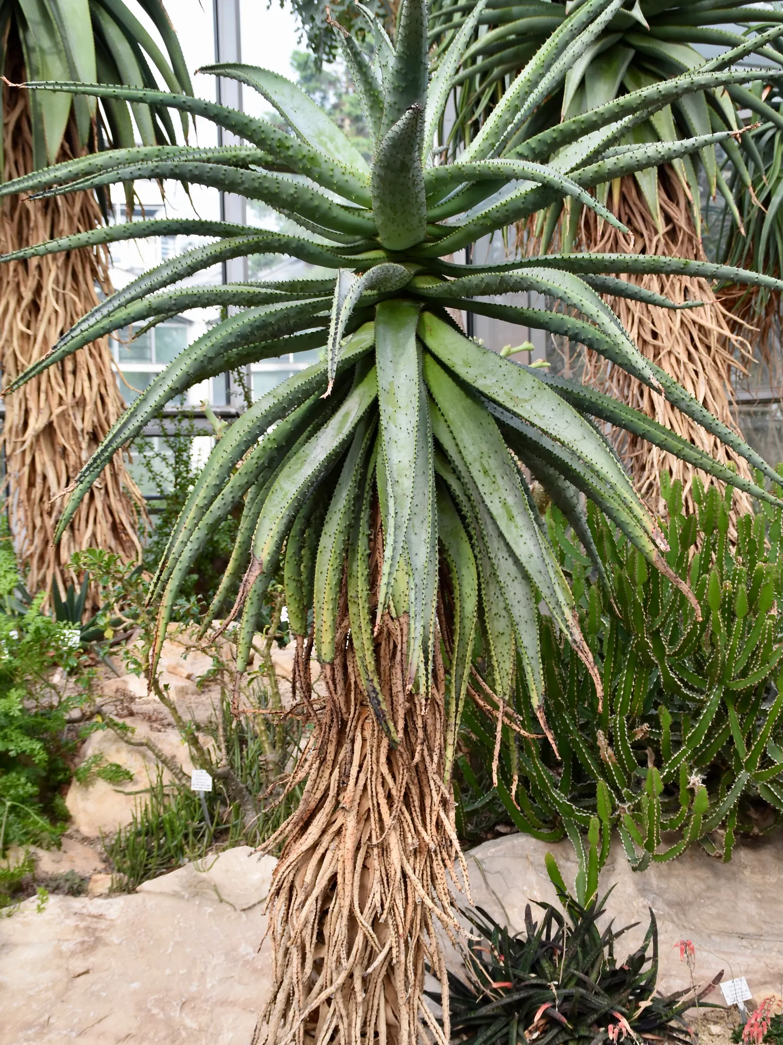 Mountain Aloe (Aloe Marlothii) — Educating the client on the plant's sharp edges is prudent for garden safety and maintenance planning, image 72