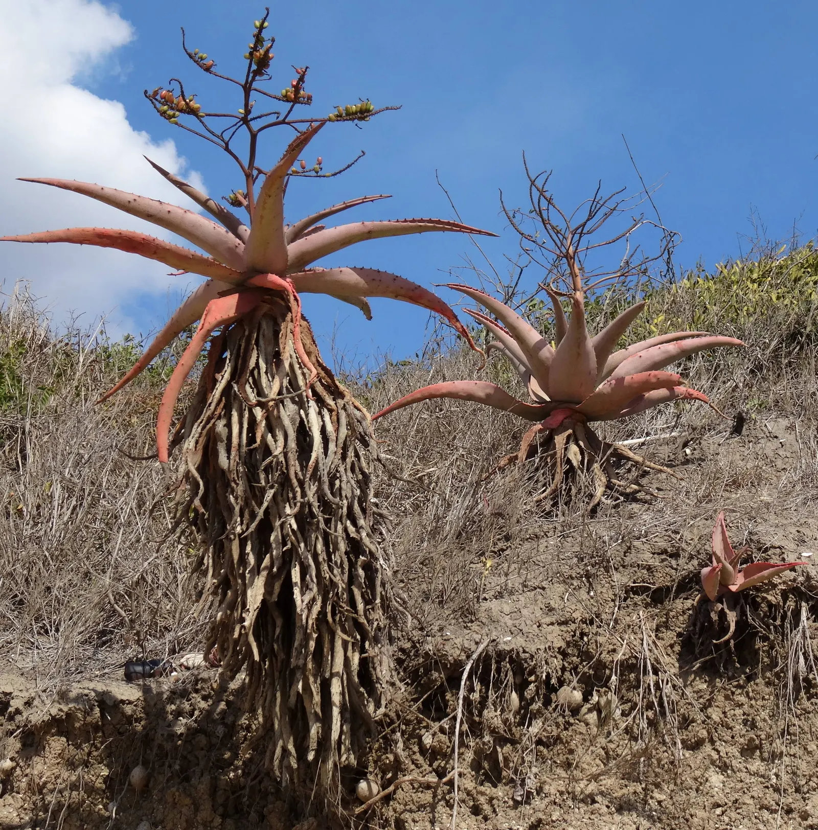 Mountain Aloe (Aloe Marlothii) — prominent for its grand stature and distinctive foliage; always allowing ample space for mature growth, image 82