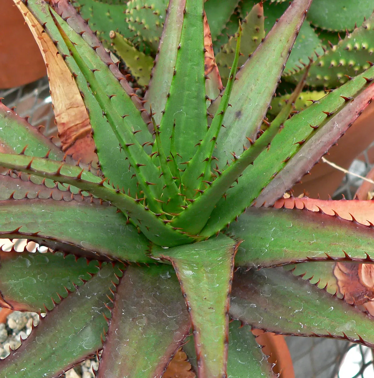 Mountain Aloe (Aloe Marlothii) — This drought-resistant succulent thrives in full sun; succulent for full, image 104