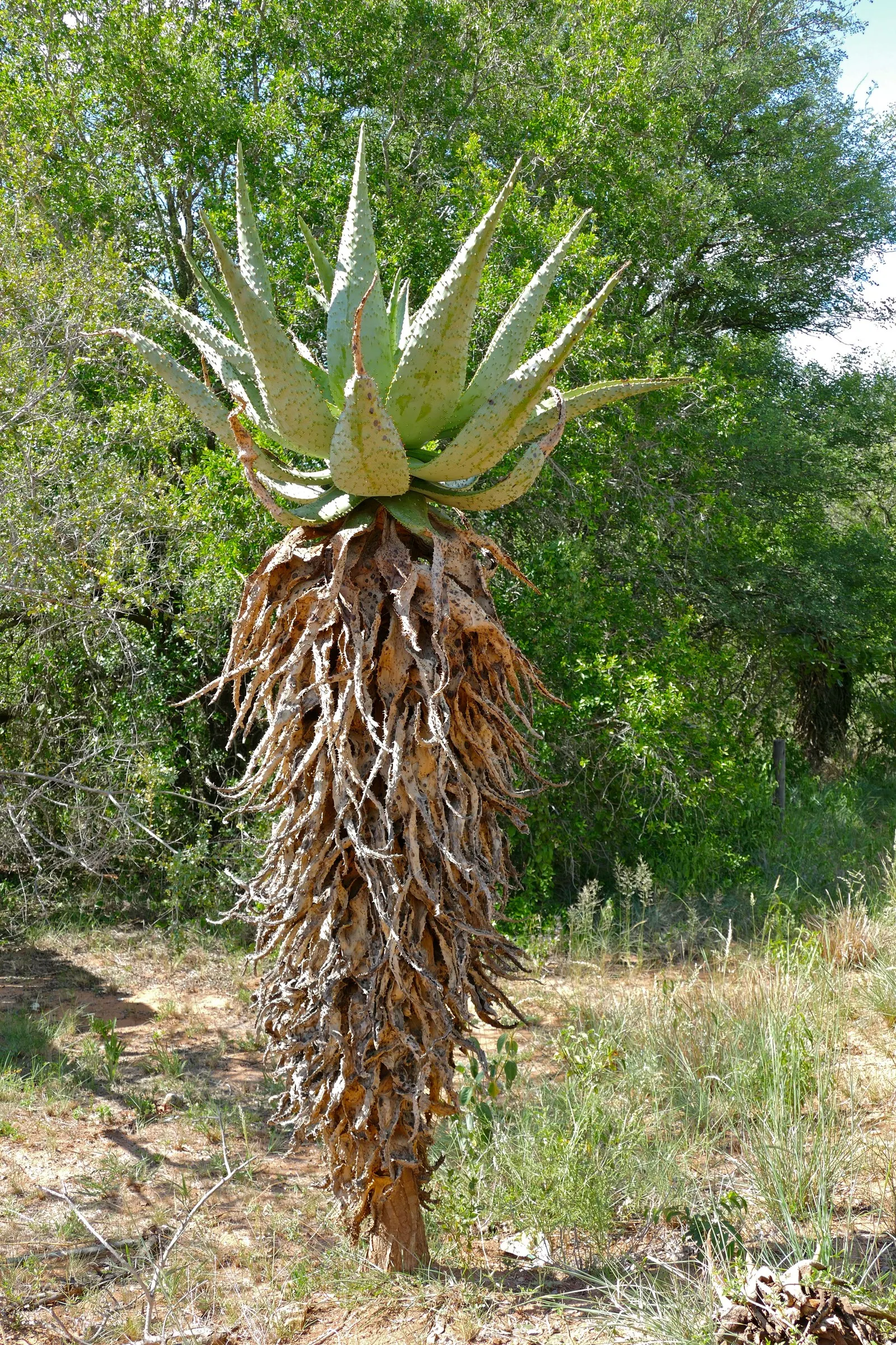 Mountain Aloe (Aloe Marlothii) — rising up to 3 to 5 feet above the foliage; consider positioning it as a focal point or in clusters for dramatic, image 89