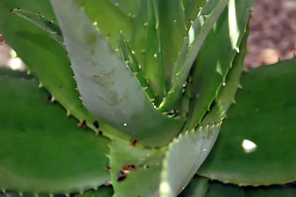 Mountain Aloe (Aloe Marlothii) — Growing to a height of approximately 6 to 10 feet with a spread of nearly 5 to 8 feet; its grand stature is, image 83