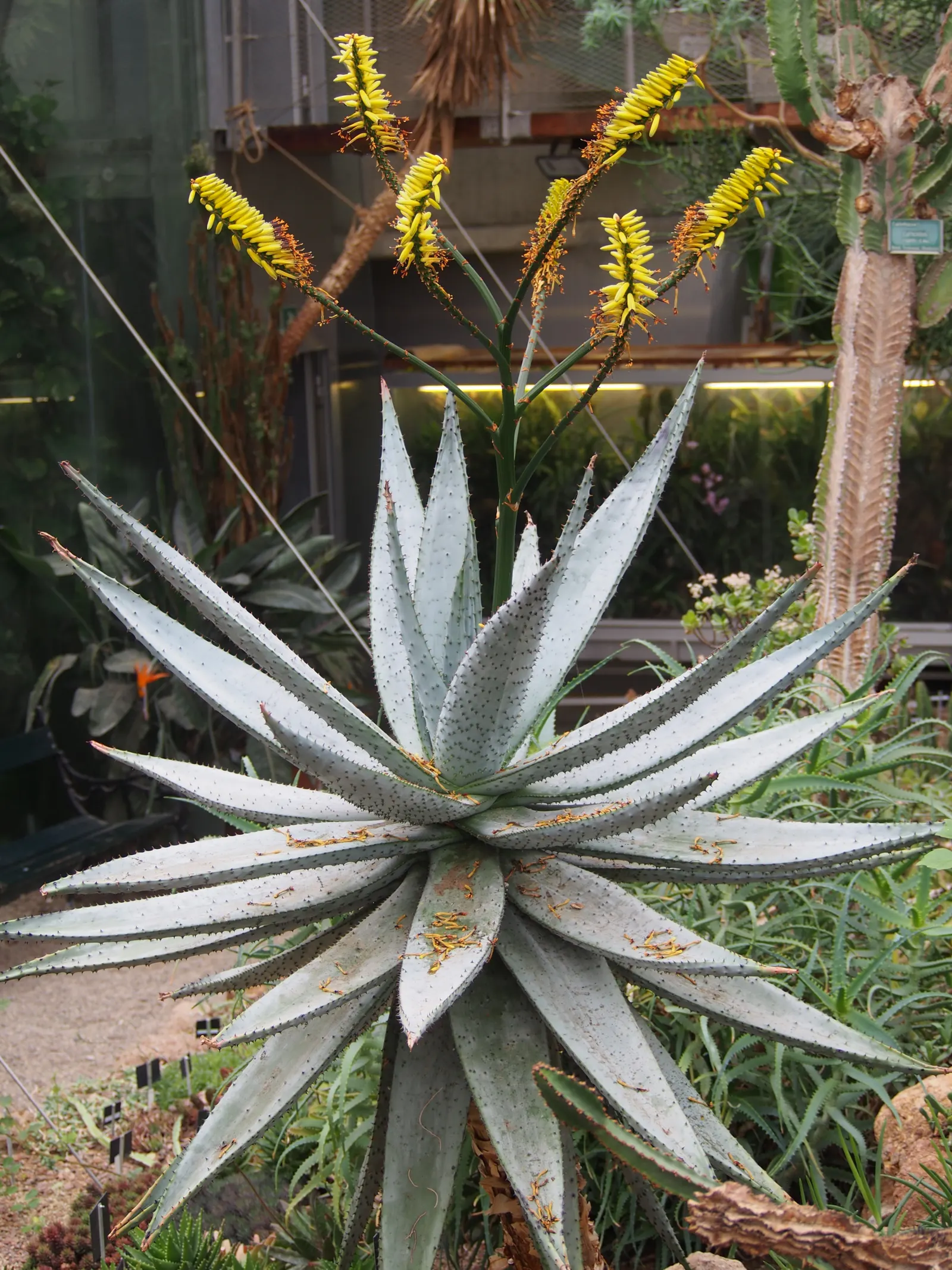 Mountain Aloe (Aloe Marlothii) — providing texture and a touch of color contrast.<br><br>From late fall to winter; stands as a striking specimen in, image 62