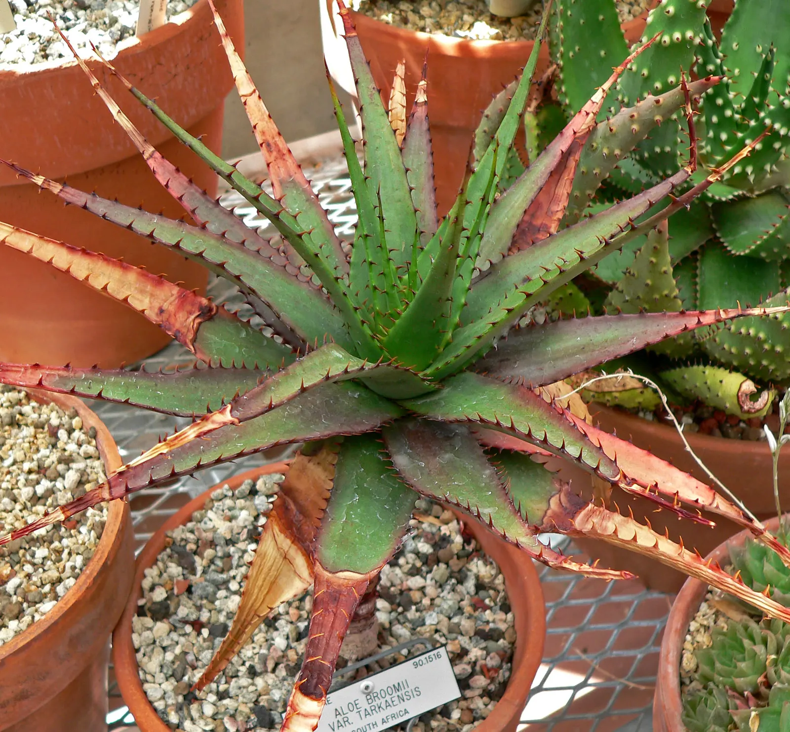 Mountain Aloe (Aloe Marlothii) — Its grand stature is crowned with a stunning display of orange to red flowers blooming in winter; the Mountain, image 103