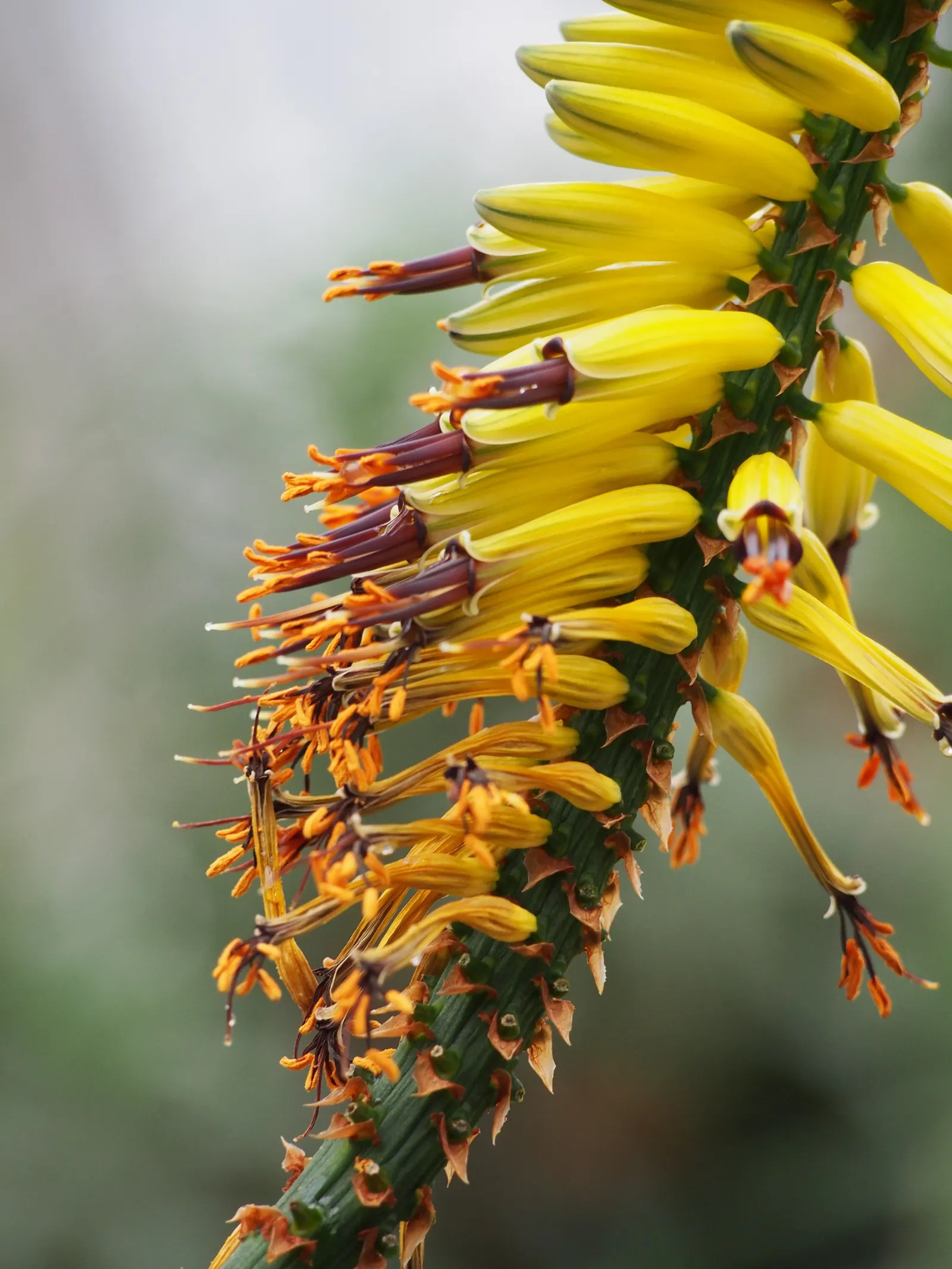 Mountain Aloe (Aloe Marlothii) — prominent for its grand stature and distinctive foliage; always allowing ample space for mature growth, image 57