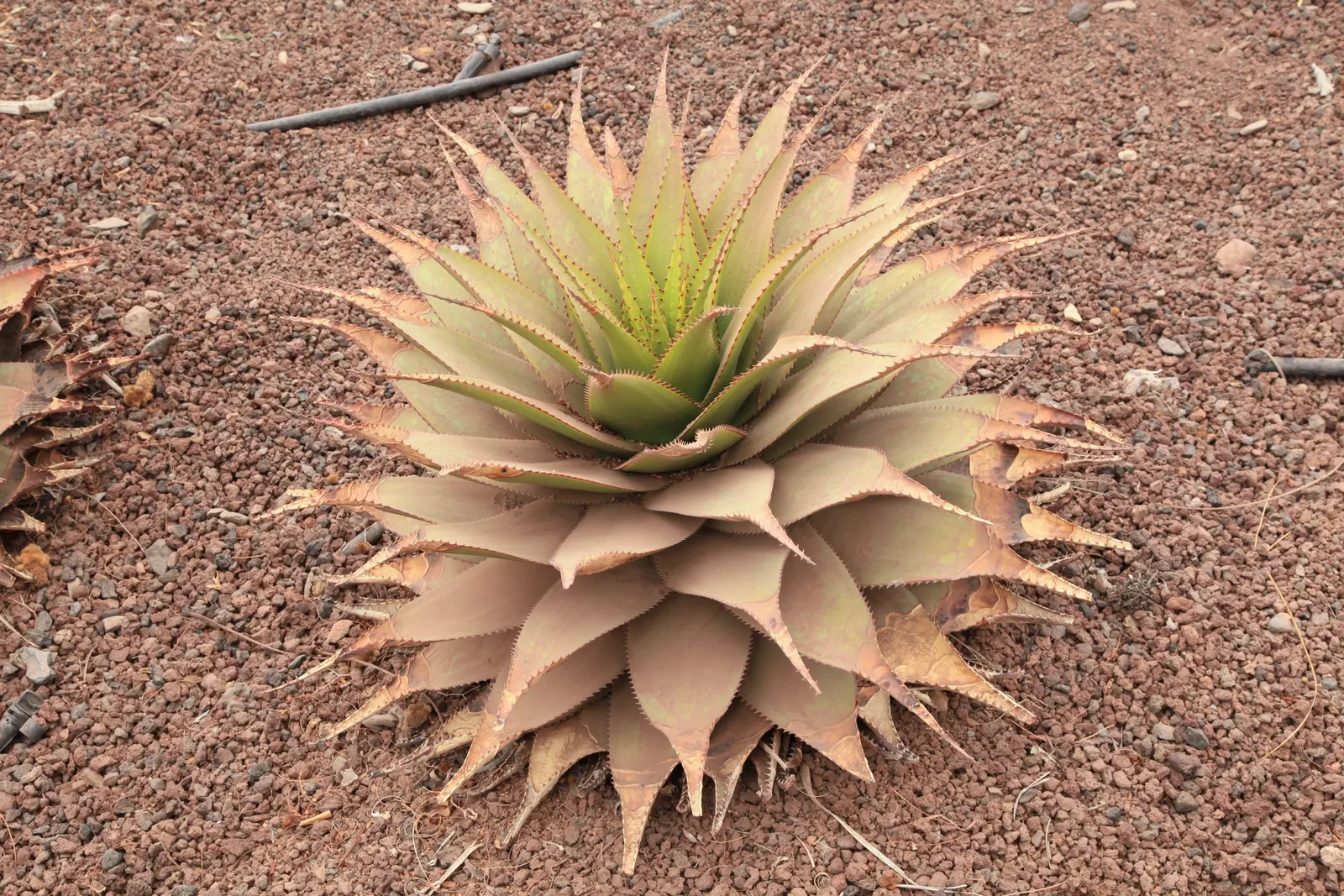 Mountain Aloe (Aloe Marlothii) — notable for its gray-green leaves adorned with reddish-brown spines; lined with reddish-brown teeth along the edges, image 52