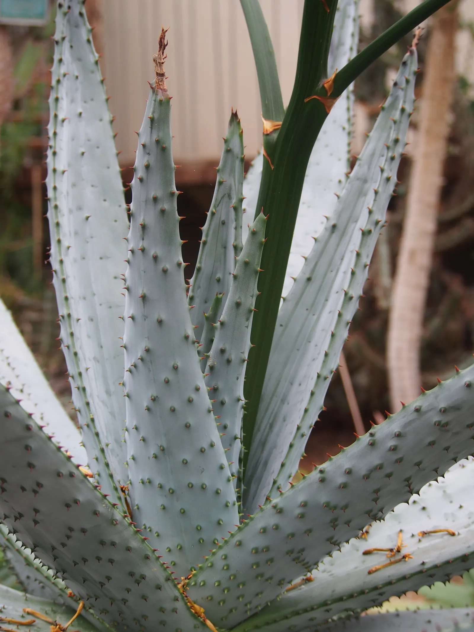 Mountain Aloe (Aloe Marlothii) — The vibrant orange to red blossoms attract hummingbirds and other pollinators; notable for its gray-green leaves, image 65
