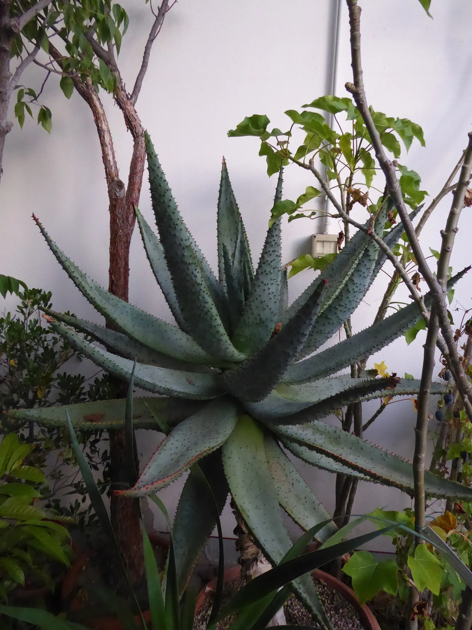 Mountain Aloe (Aloe Marlothii) — succulent with orange blooms; the vibrant orange to red blossoms attract hummingbirds and other pollinators, image 74