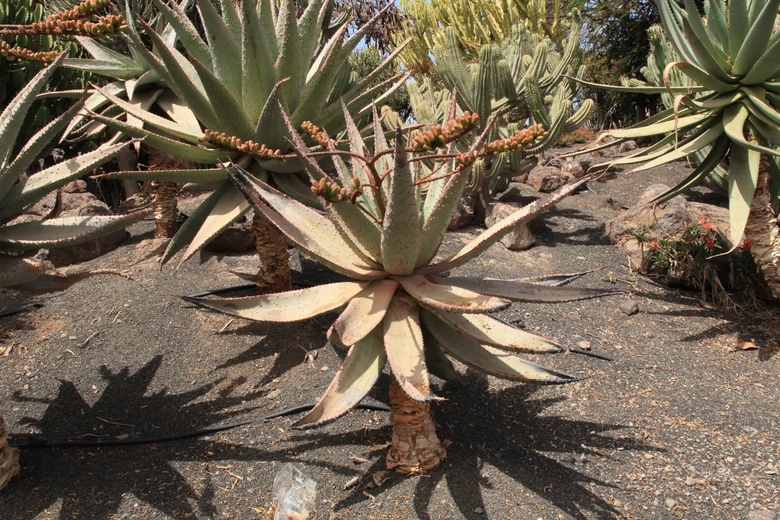 Mountain Aloe (Aloe Marlothii) — making it an ideal focal piece for xeriscaped gardens and arid landscapes; prominent for its grand stature and, image 80