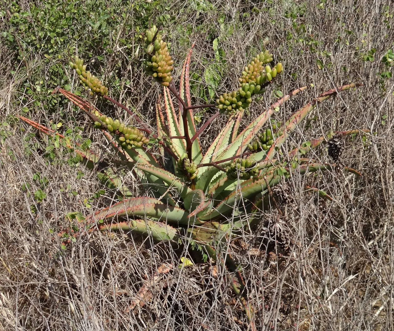 Mountain Aloe (Aloe Marlothii) — stands as a striking specimen in any arid landscape design; rising up to 3 to 5 feet above the foliage, image 81