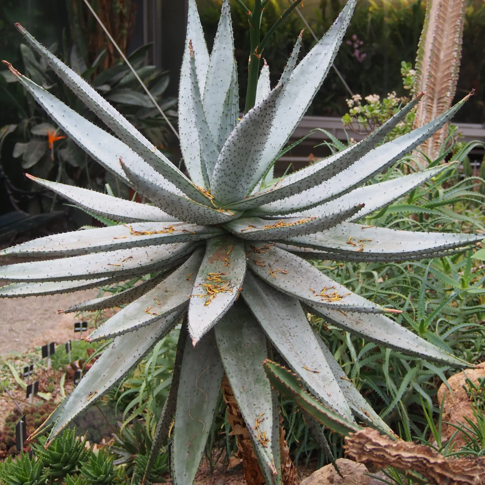 Mountain Aloe (Aloe Marlothii) — this succulent adds a sculptural presence and vertical element to your garden tableau; which can reach 3 to 4 feet, image 59