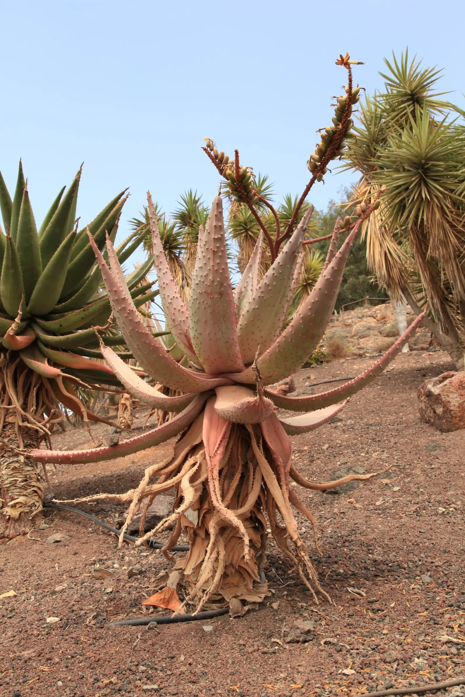 Mountain Aloe (Aloe Marlothii) — lined with reddish-brown teeth along the edges; succulent with orange blooms, image 61
