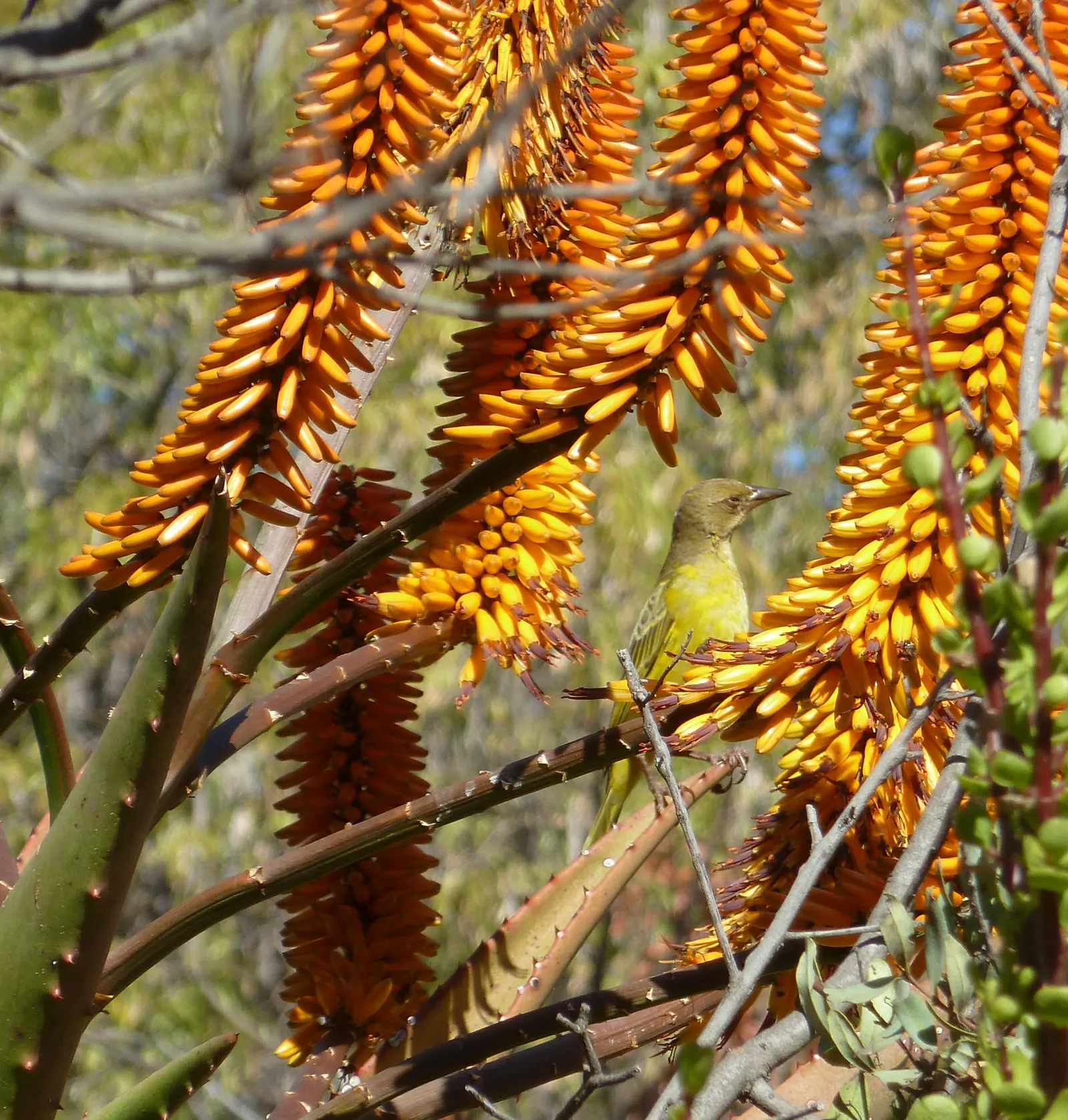 Mountain Aloe (Aloe Marlothii) — succulent for full; educating the client on the plant's sharp edges is prudent for garden safety and maintenance planning