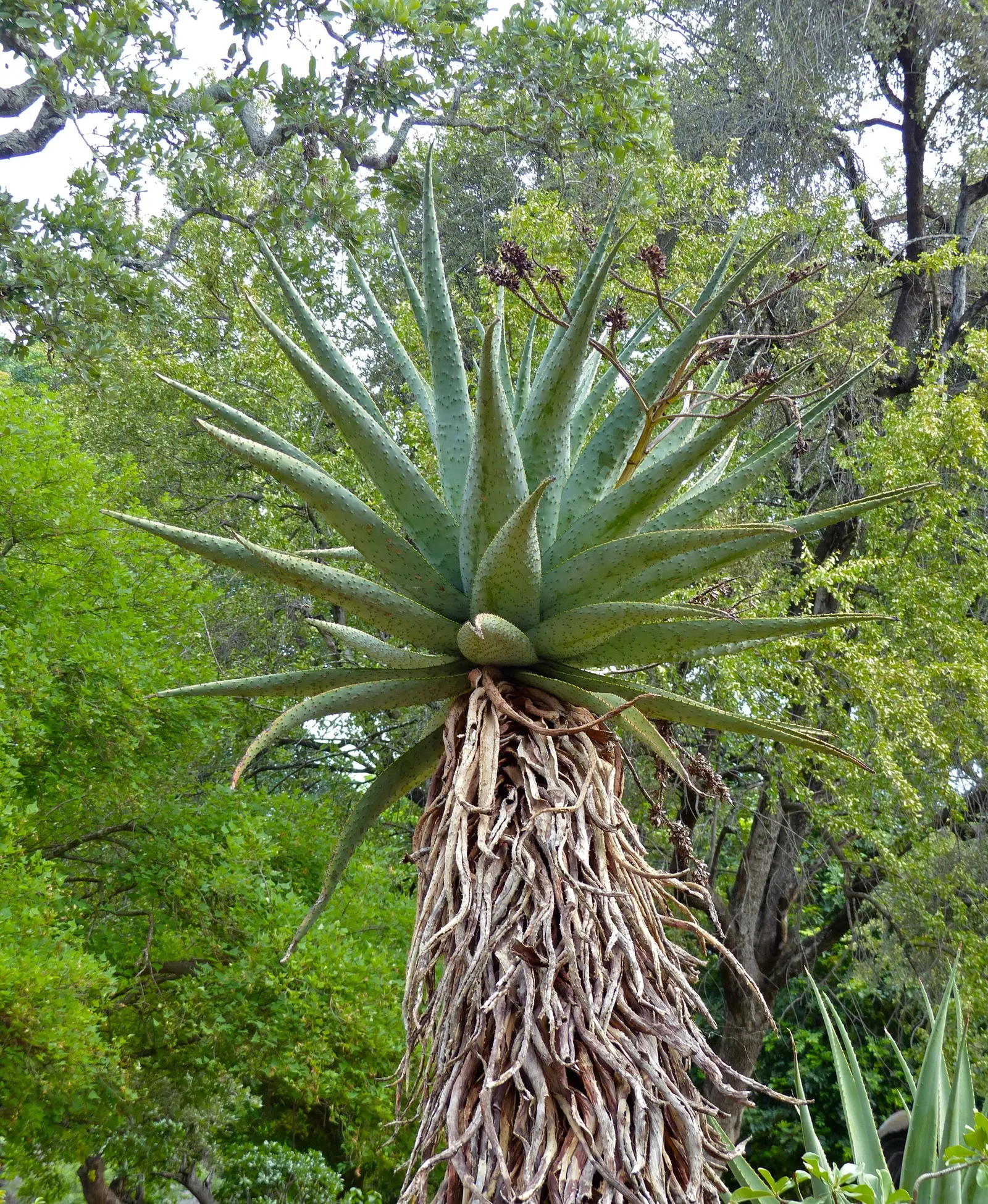 Mountain Aloe (Aloe Marlothii) — always allowing ample space for mature growth; making it a low-maintenance option for the environmentally, image 96
