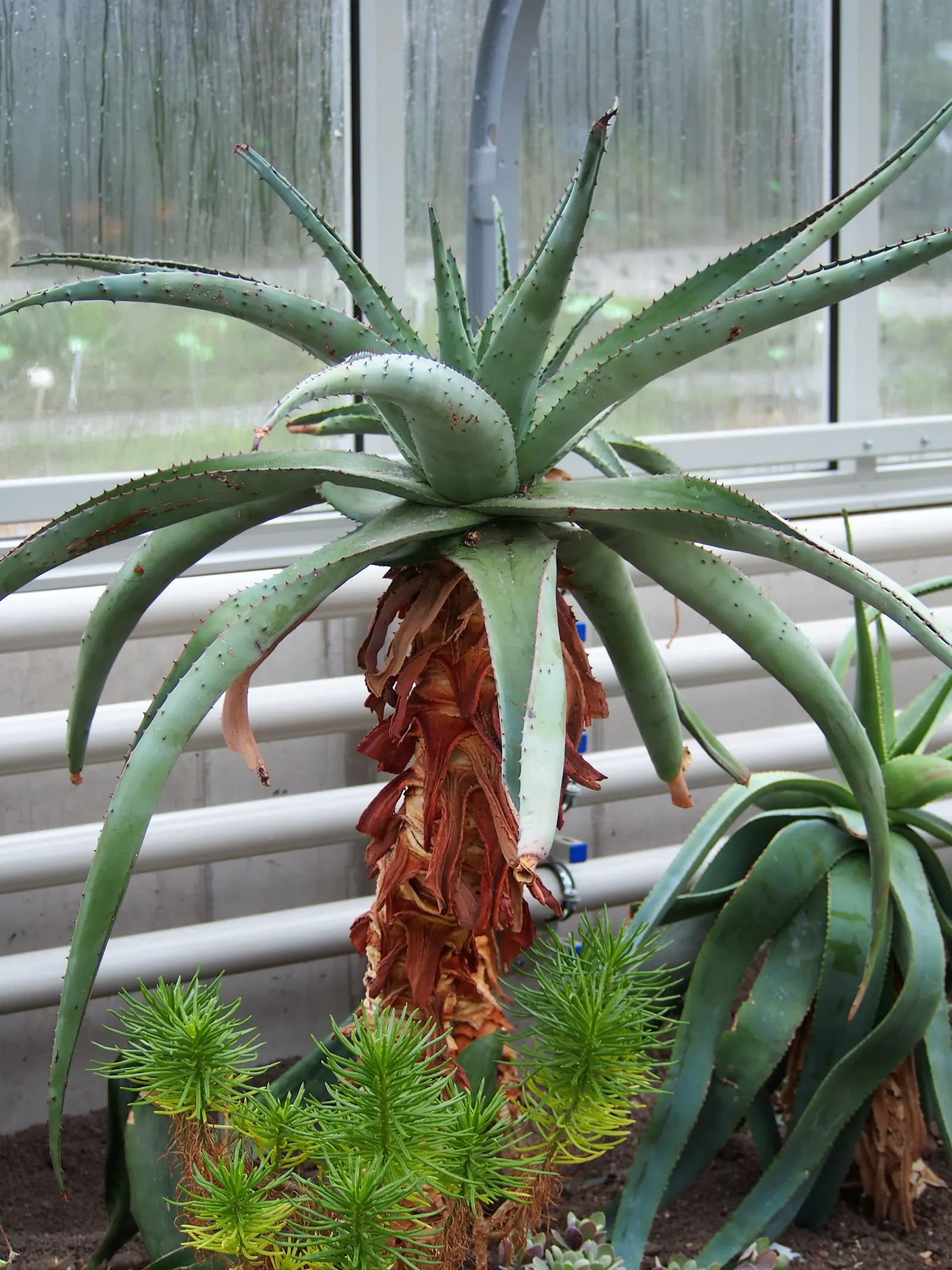 Mountain Aloe (Aloe Marlothii) — Growing to a height of approximately 6 to 10 feet with a spread of nearly 5 to 8 feet; its grand stature is, image 58