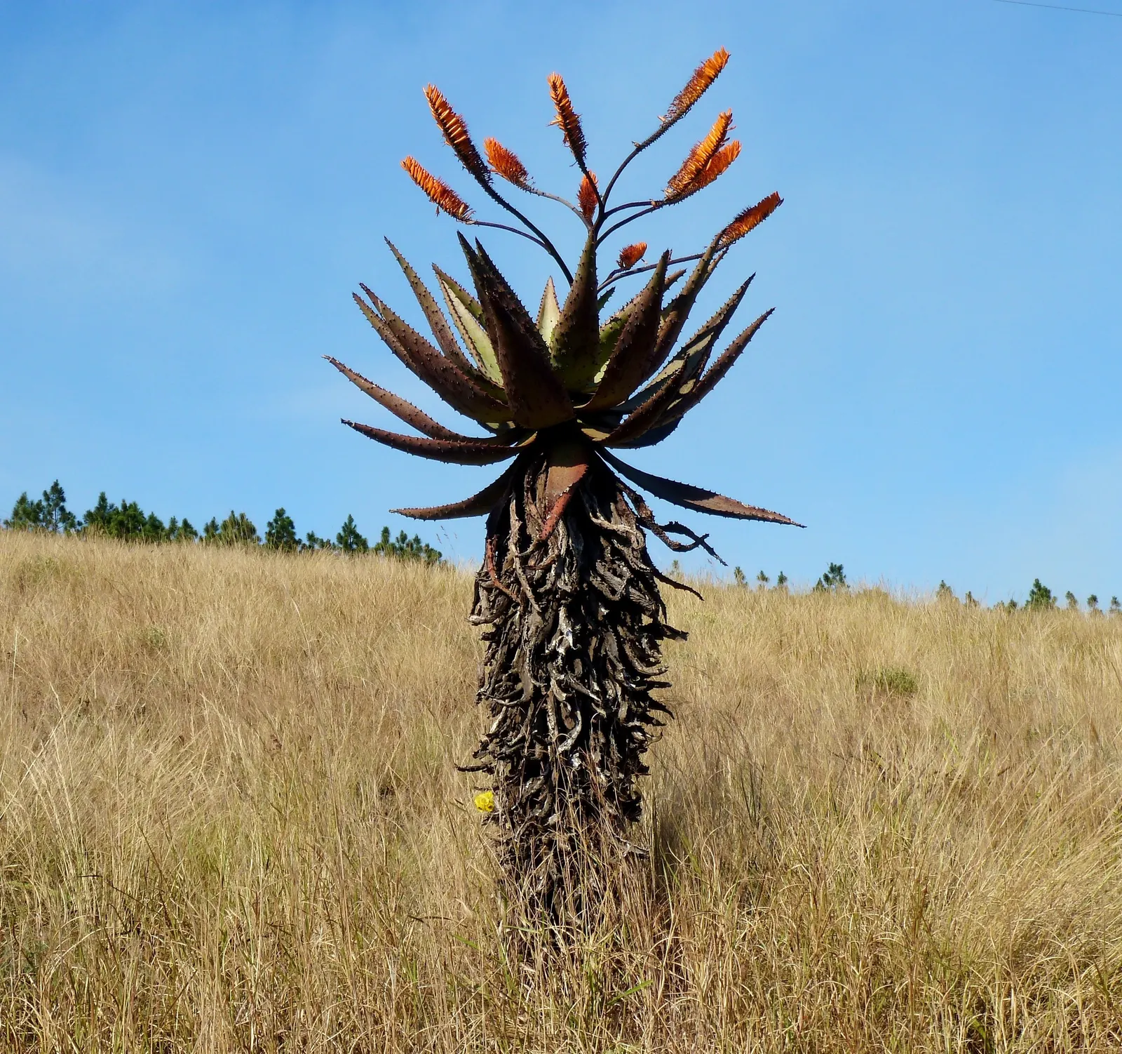 Mountain Aloe (Aloe Marlothii) — orange flowers in the garden; growing to a height of approximately 6 to 10 feet with a spread of nearly 5 to 8 feet
