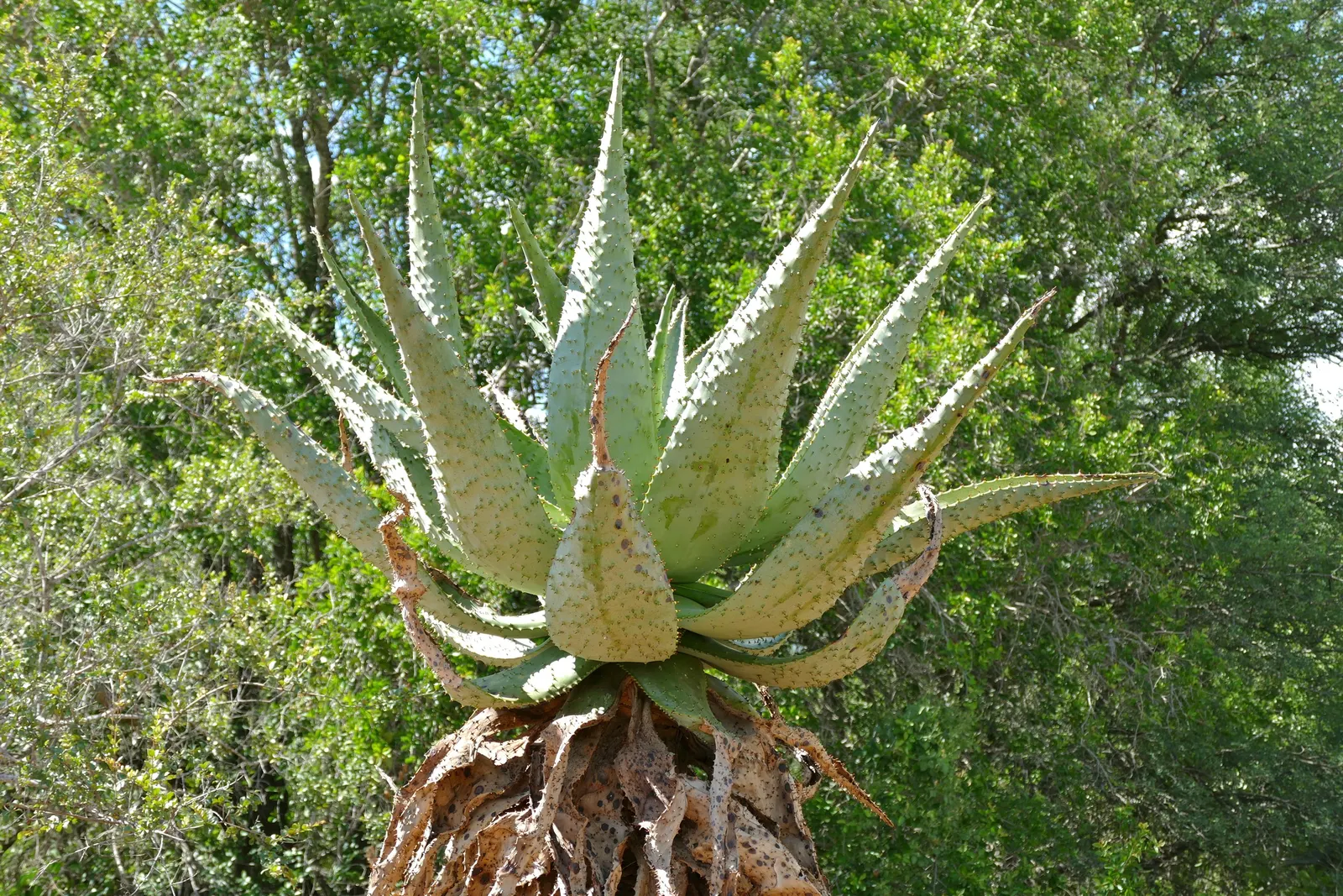 Mountain Aloe (Aloe Marlothii) — the Mountain Aloe adapts well to xeriscaping and requires minimal supplemental watering once established; orange, image 93