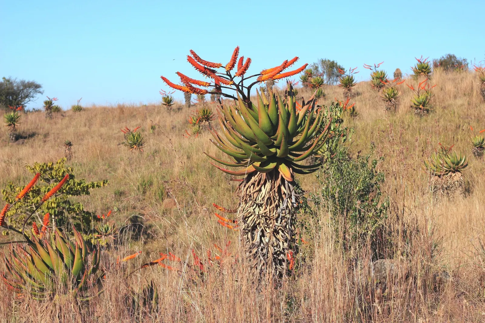 Mountain Aloe (Aloe Marlothii) — notable for its gray-green leaves adorned with reddish-brown spines; lined with reddish-brown teeth along the edges, image 102